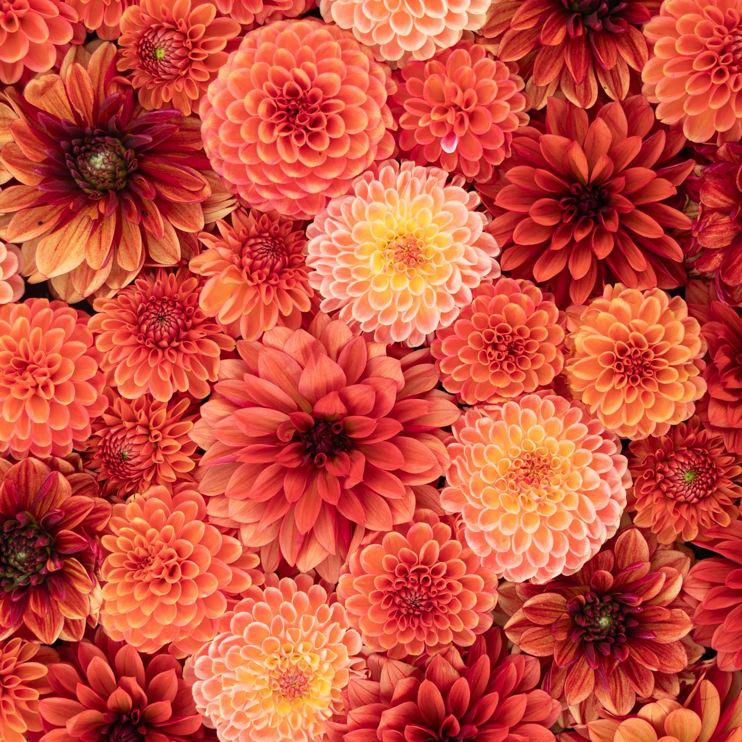 Mélange de dahlias 'Fiery Favorites'