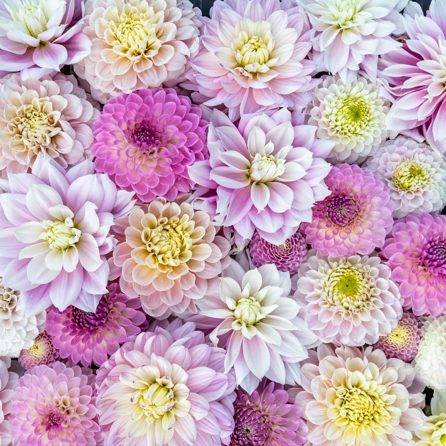 Mélange de dahlias 'Ivory Blush'