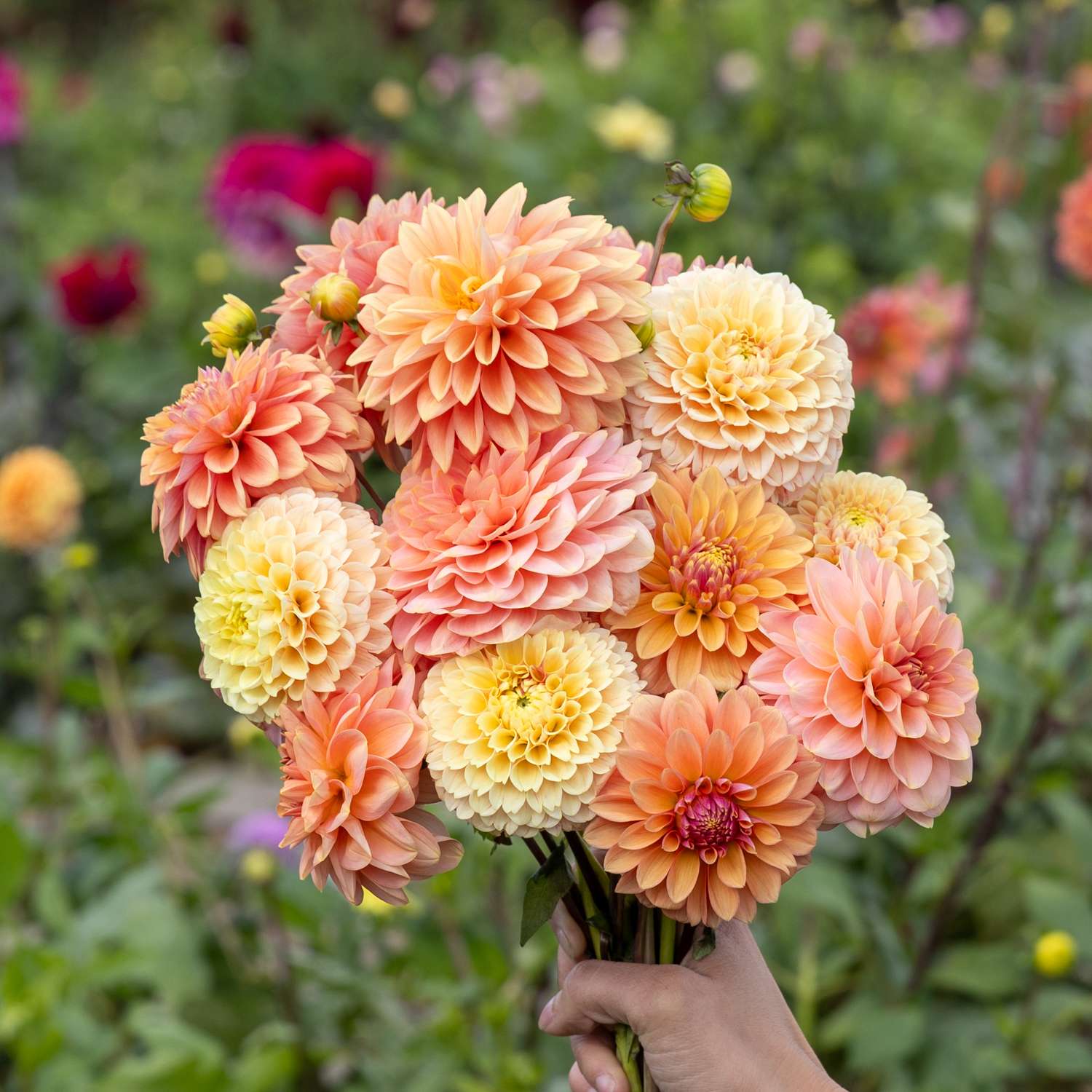 Mélange de dahlias 'Mango Crush'