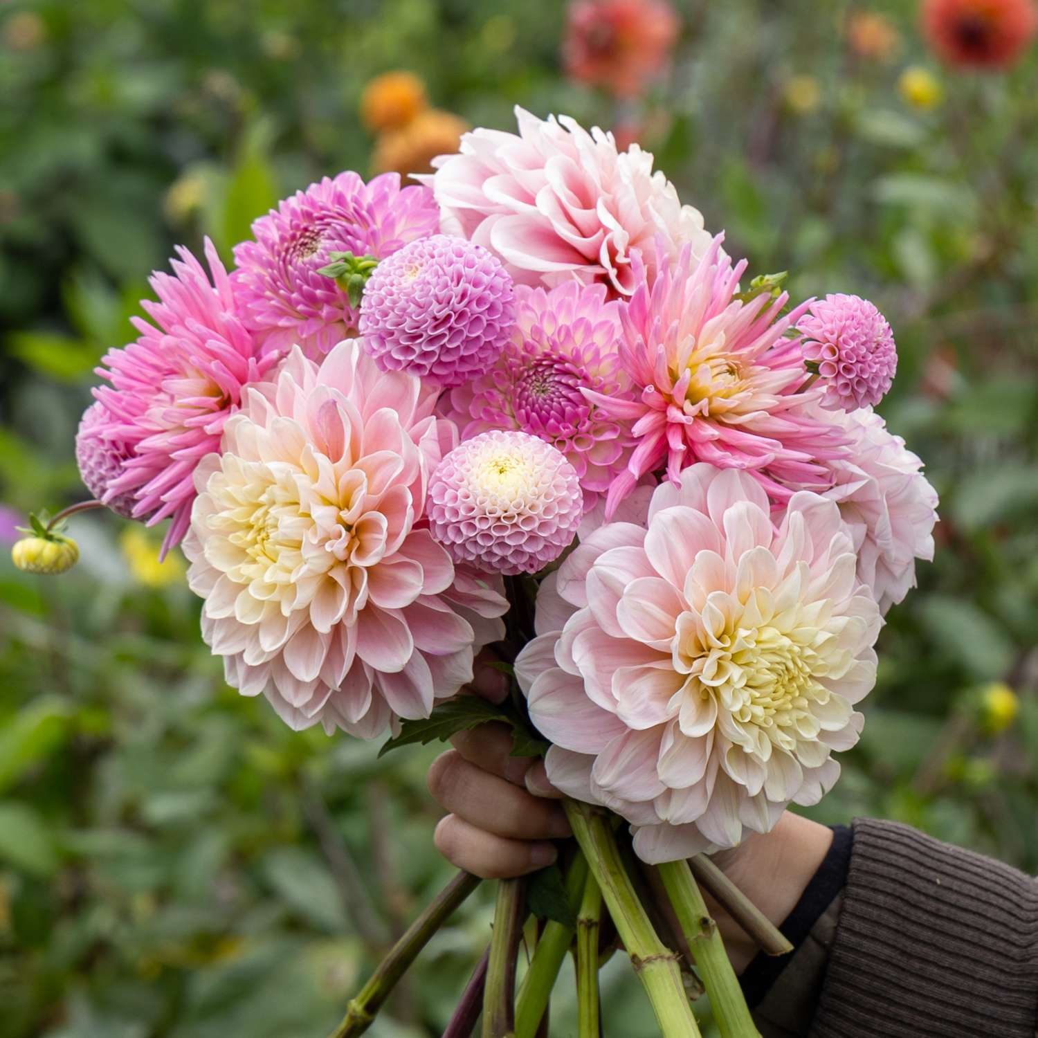 Mélange de dahlias 'Pink Favorites'