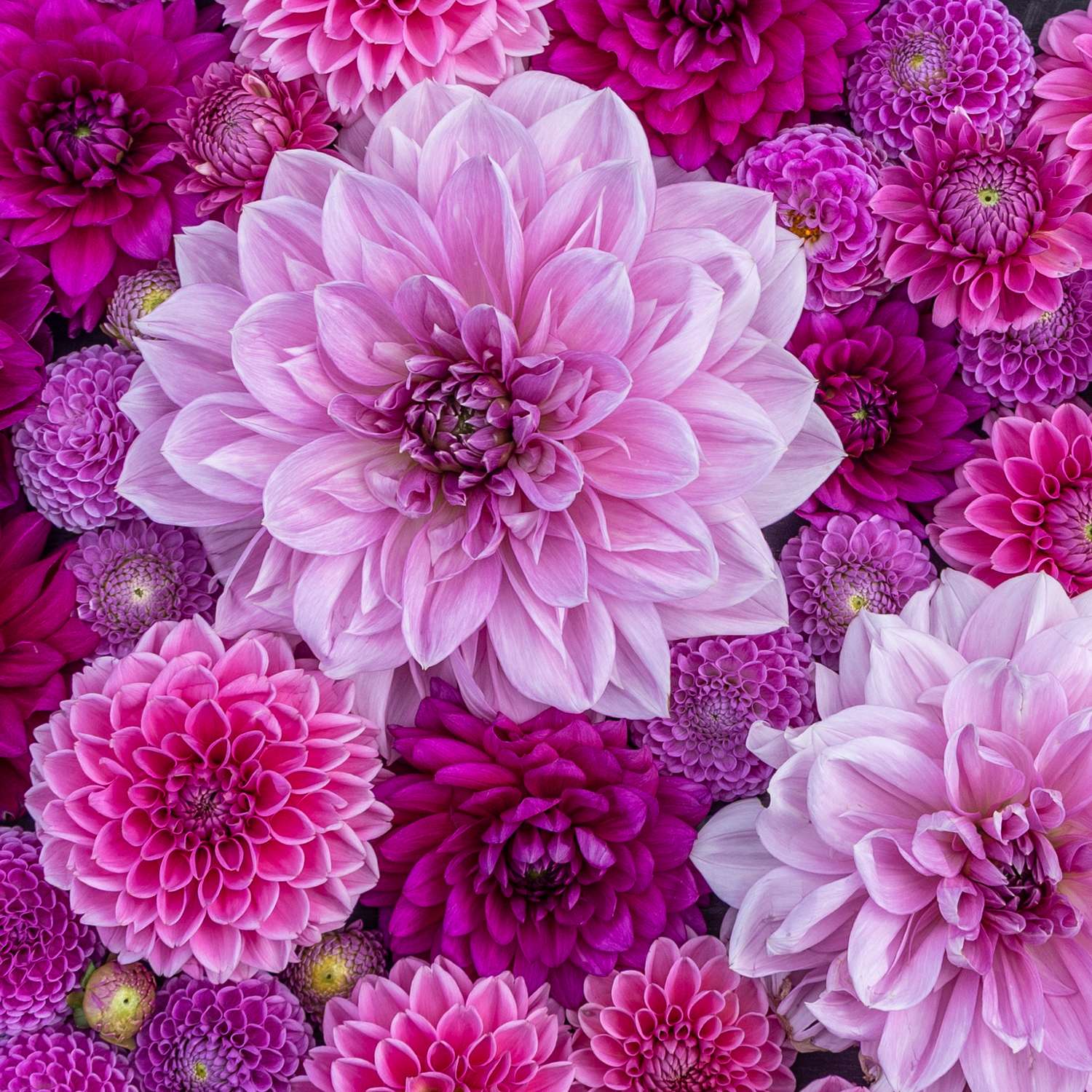 Mélange de dahlias 'Purple Favorites'