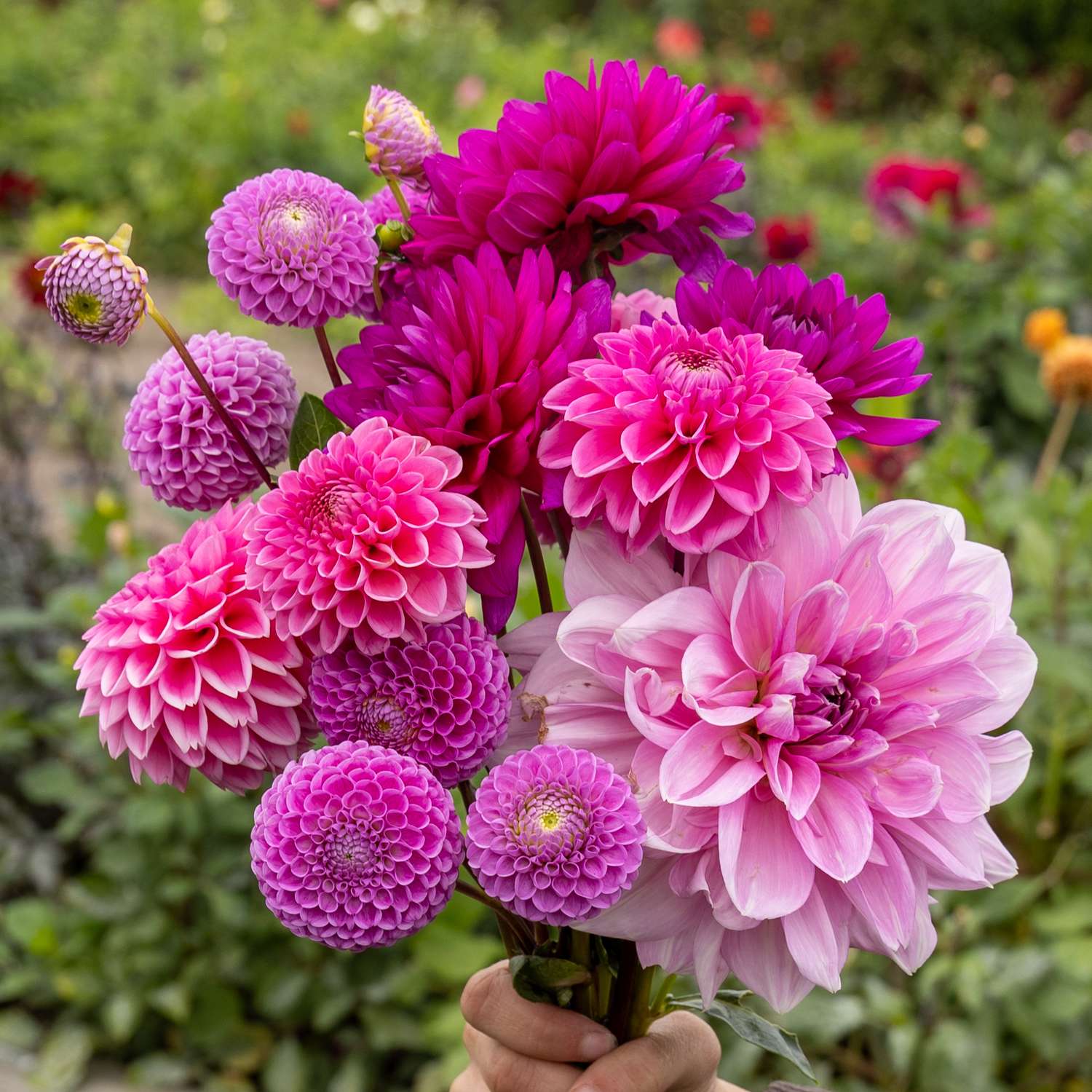 Mélange de dahlias 'Purple Favorites'