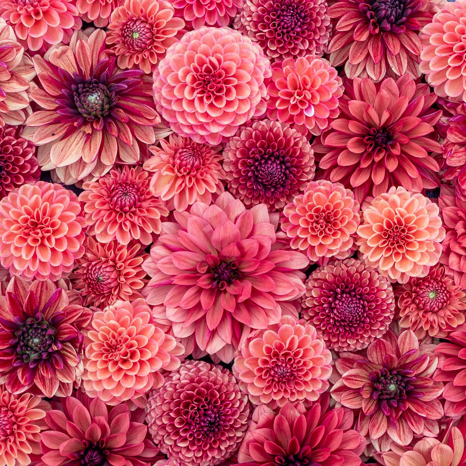 Mélange de dahlias 'Red Favorites'