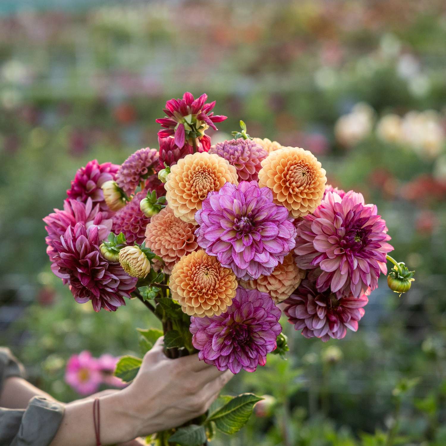 Mélange de dahlias 'Vintage Vibes'