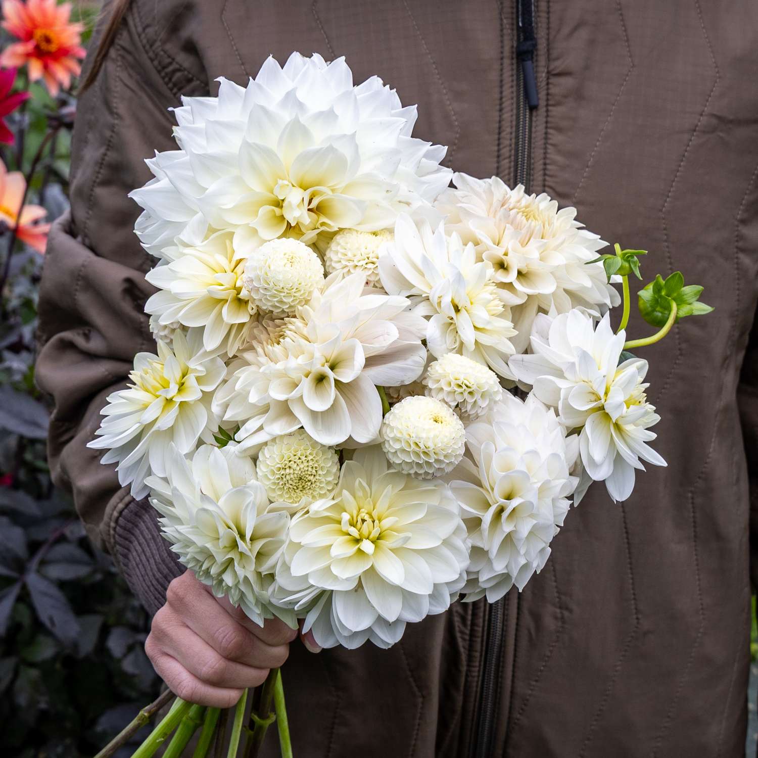 Mélange de dahlias 'White Favorites'