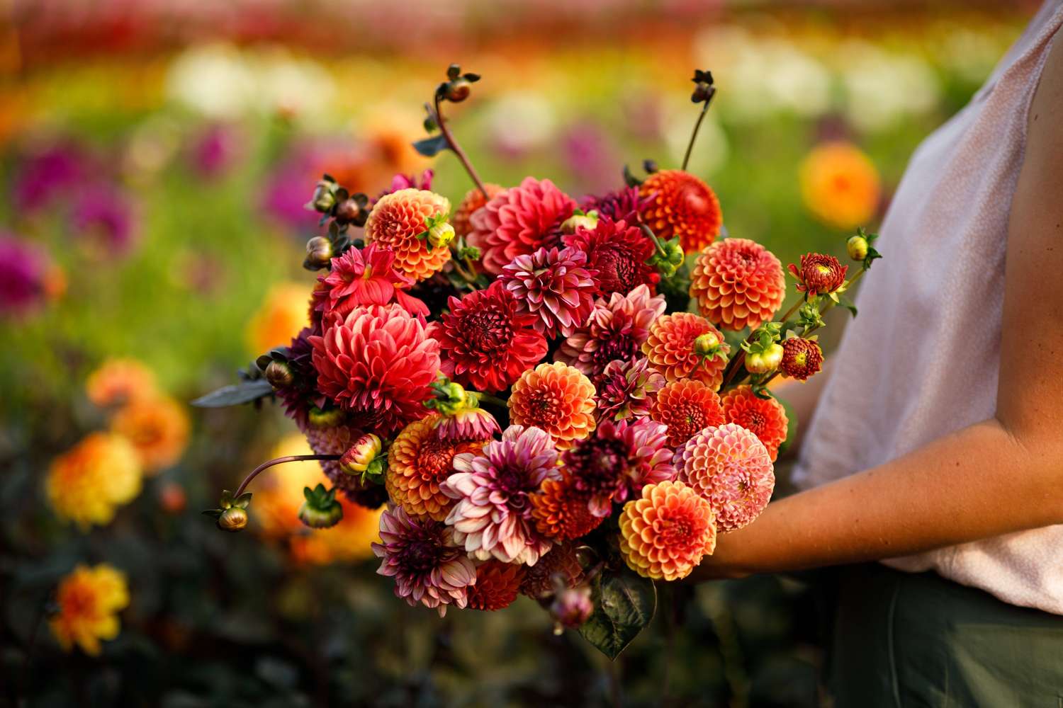 Mélange de dahlias 'Alice'