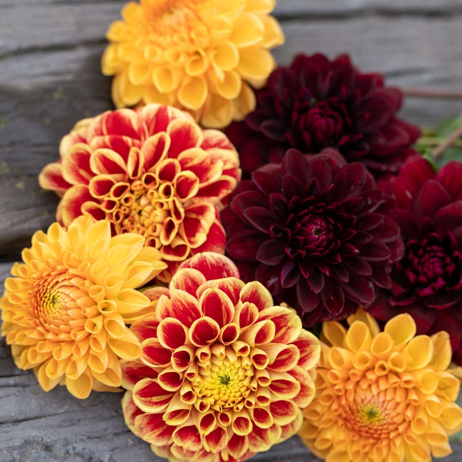 Mélange de dahlias 'Dazzling Dusk'