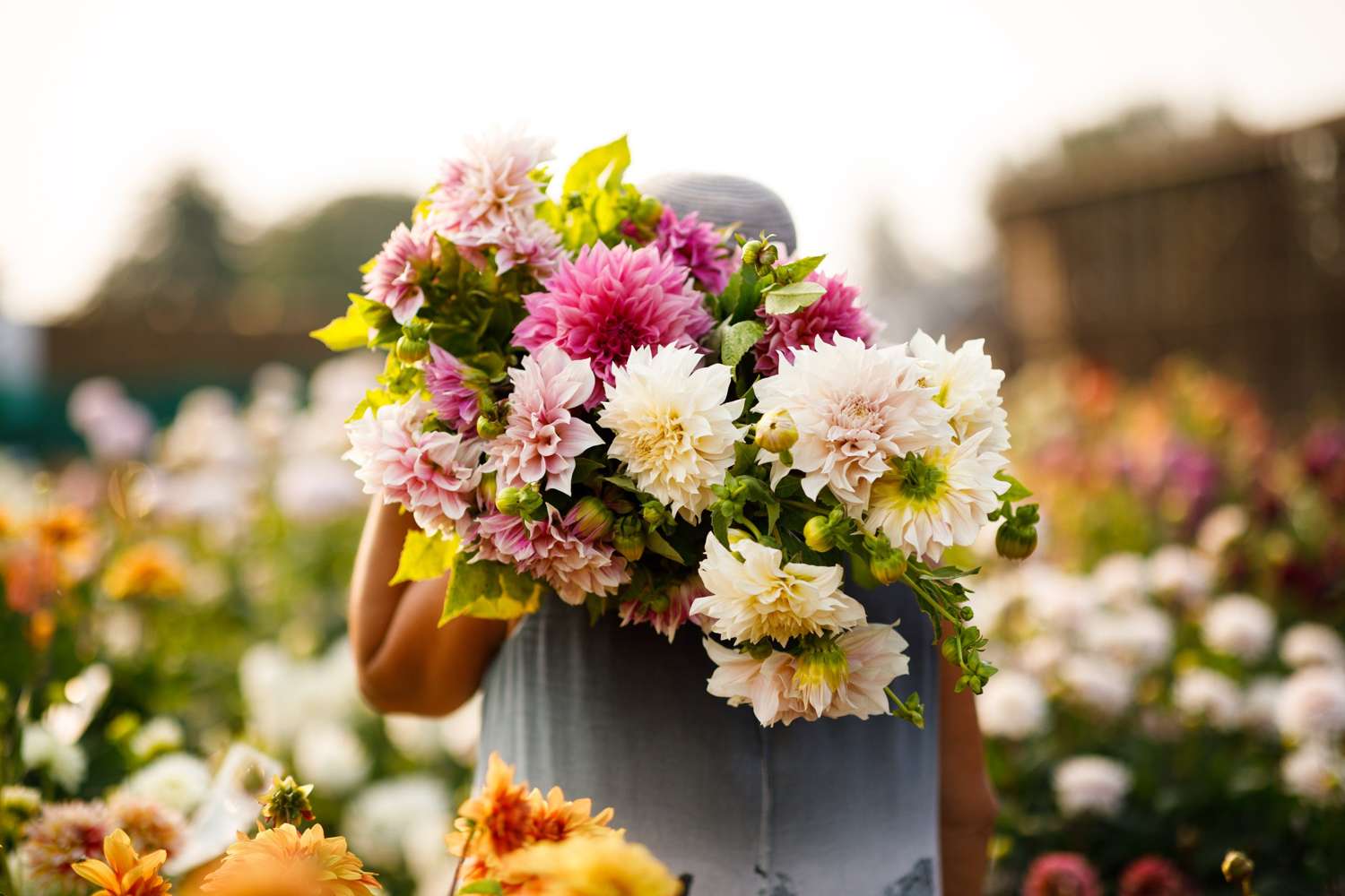 Mélange de dahlias 'Emily'