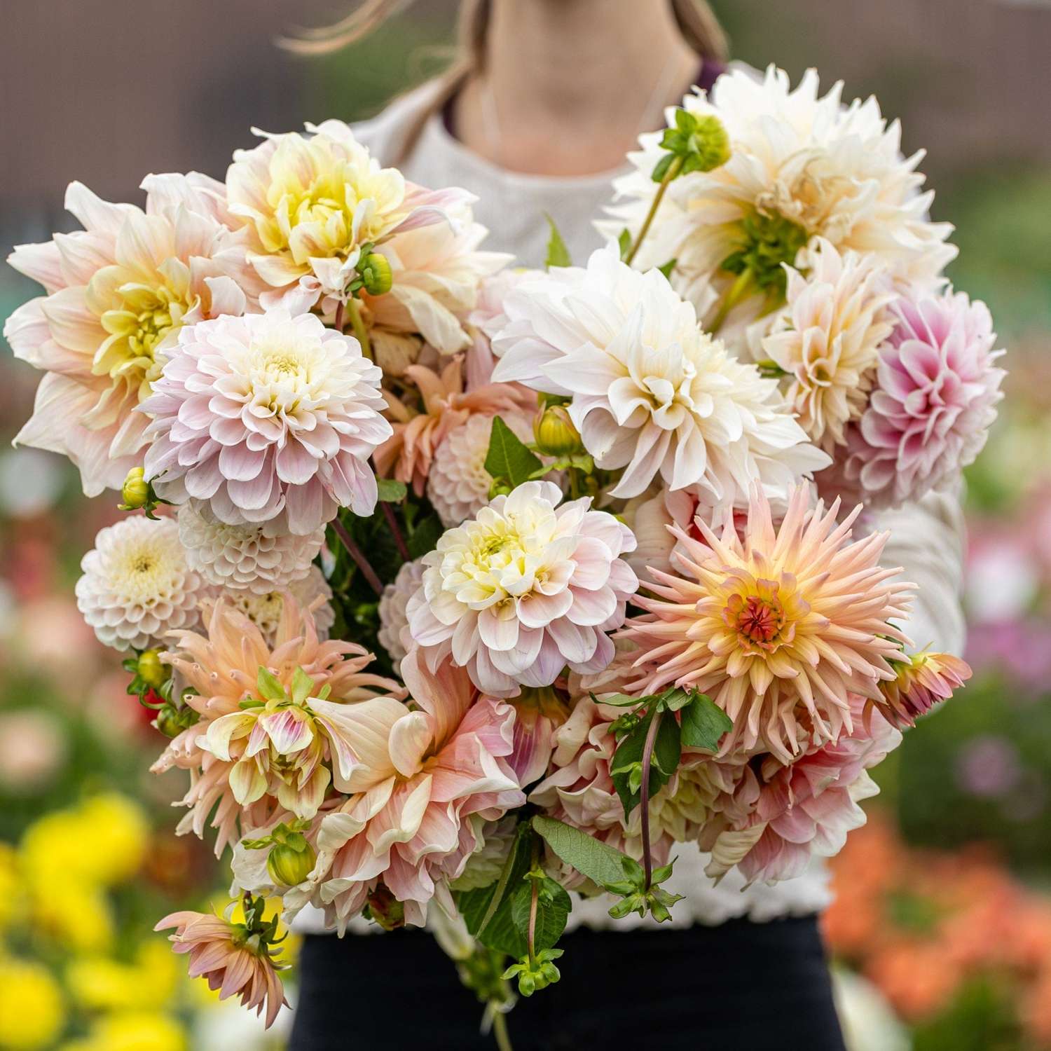 Mélange de dahlias 'Heavenly Delight'