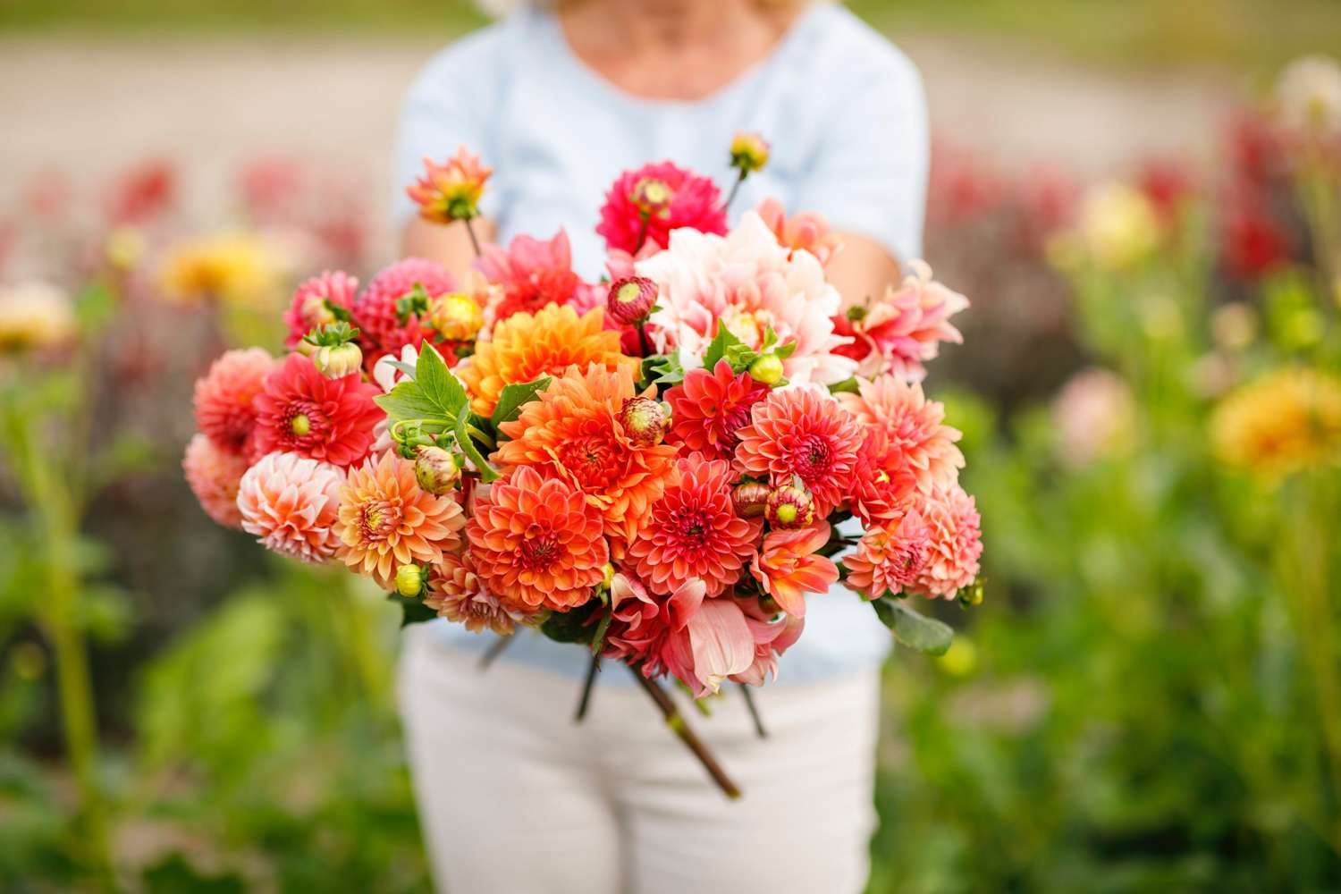 Mélange de dahlias 'Jennifer'