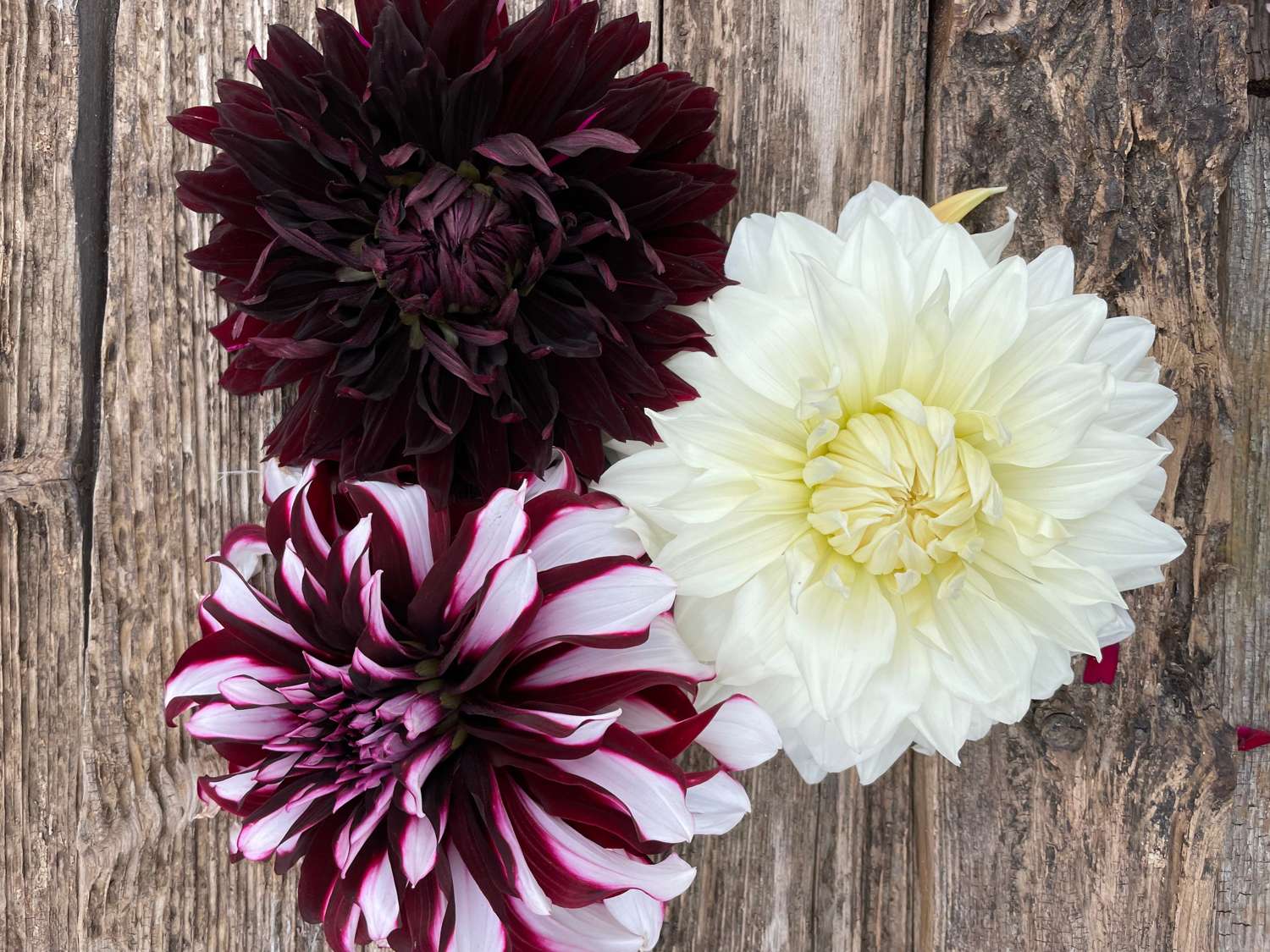 Mélange de dahlias 'Light & Dark'