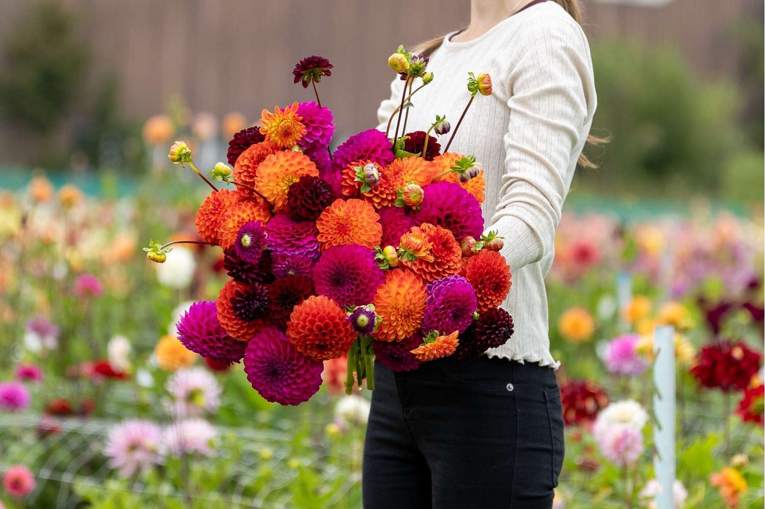 Mélange de dahlias 'Mystical Mirage'