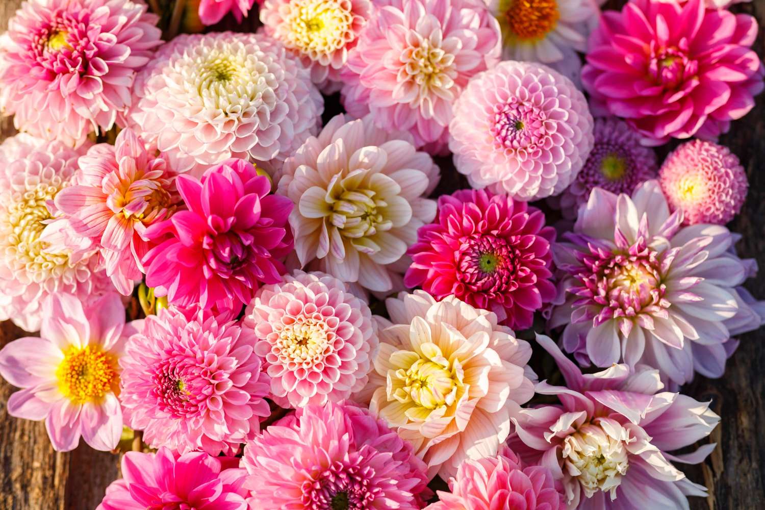Mélange de dahlias 'Shirley'
