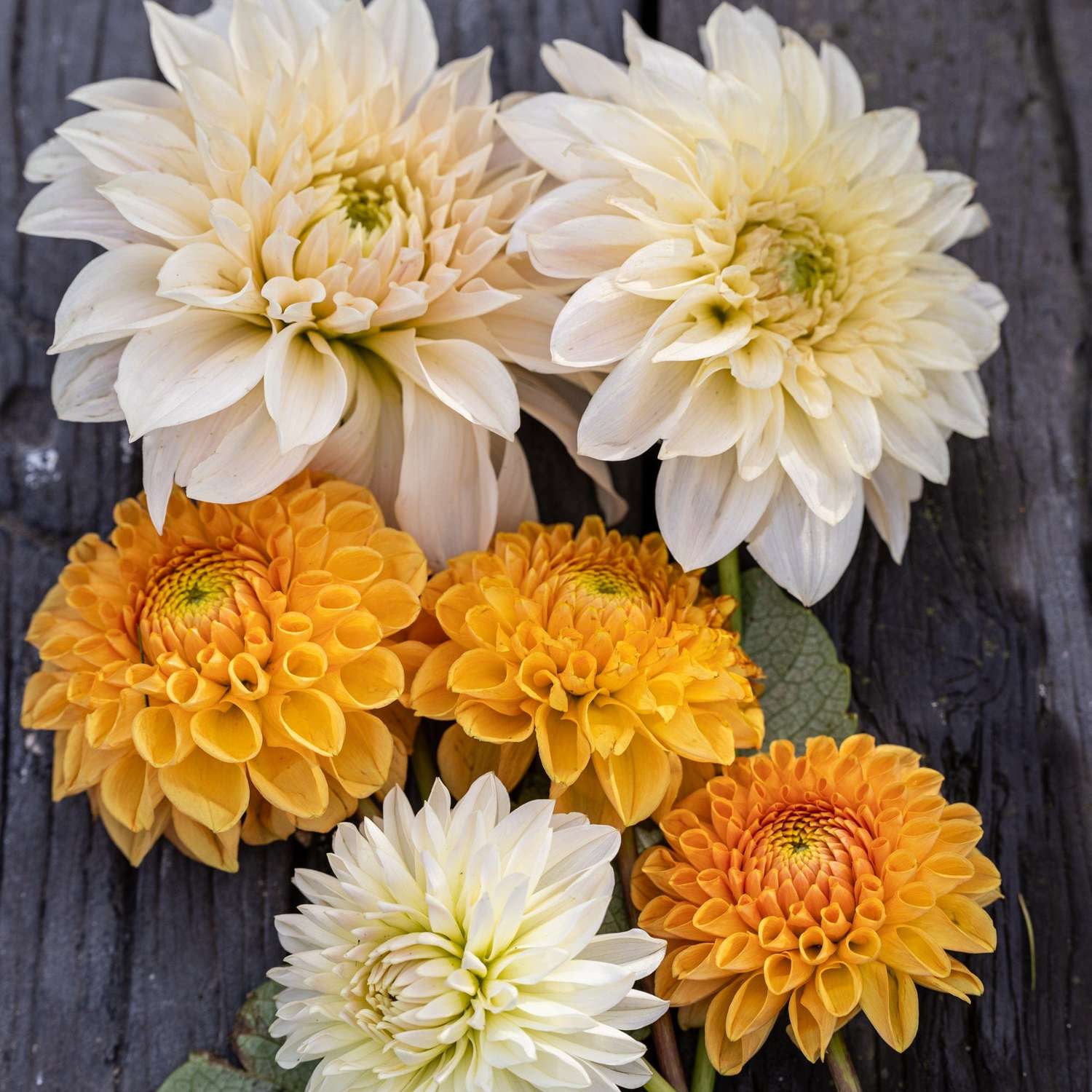 Mélange de dahlias 'Sunset Serenity'
