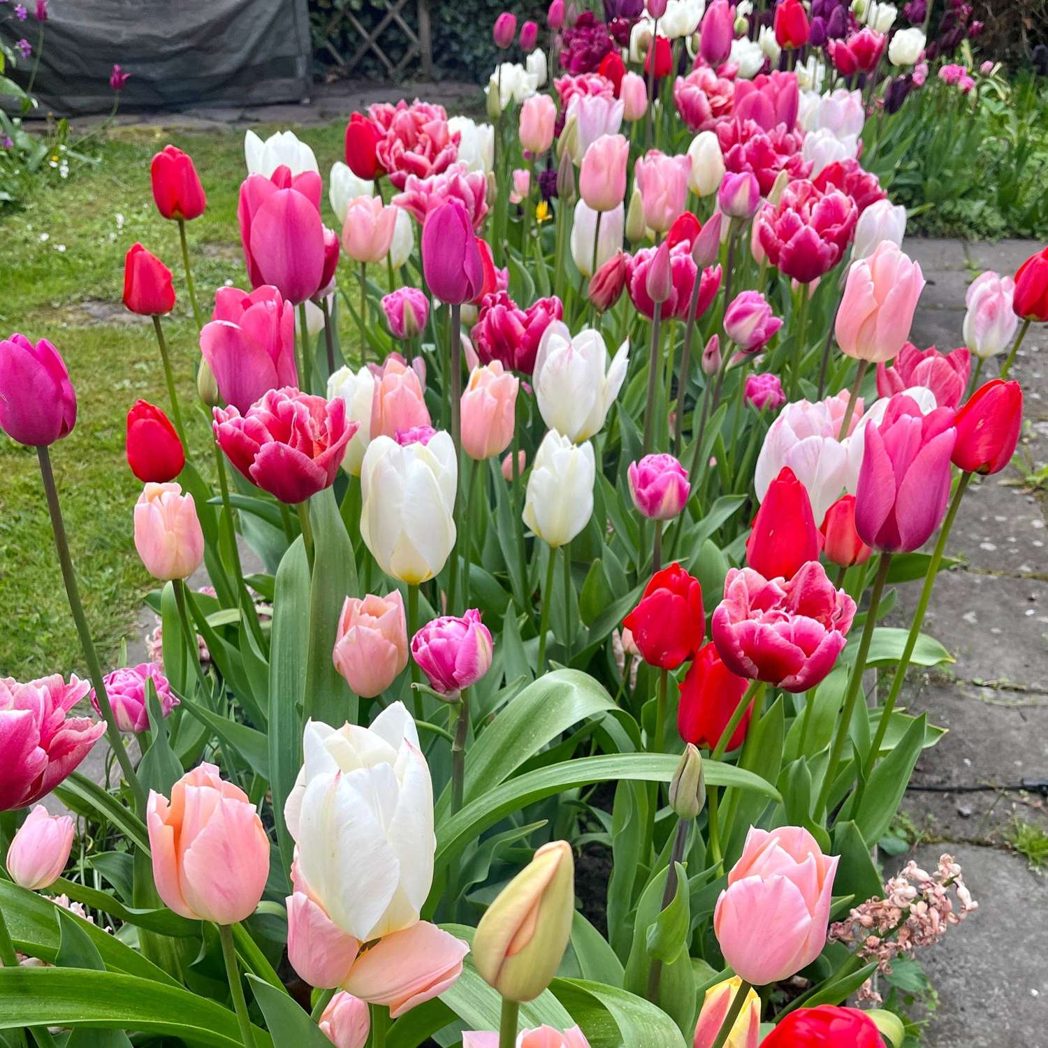 Mélange exclusif 'Svaneke Delight'