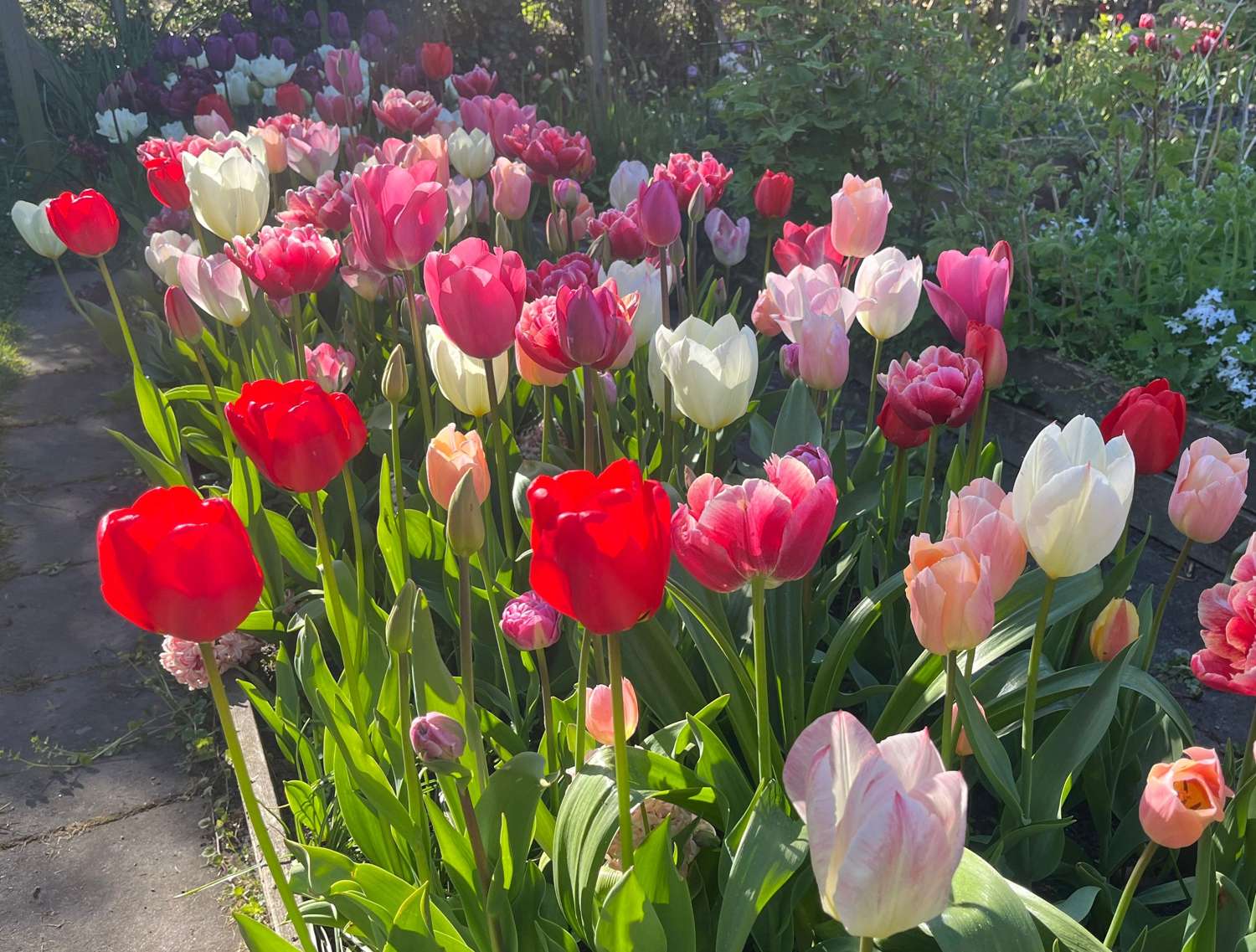 Mélange exclusif 'Svaneke Delight'