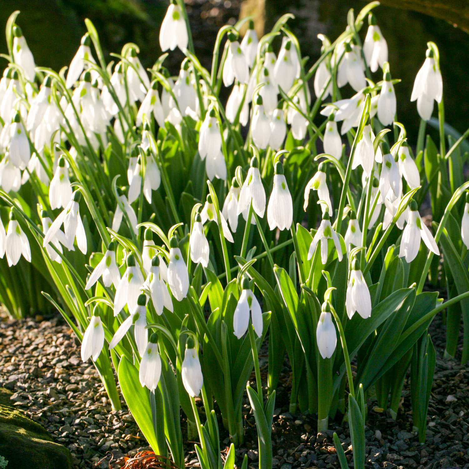 Perce-neige 'Elwesii'