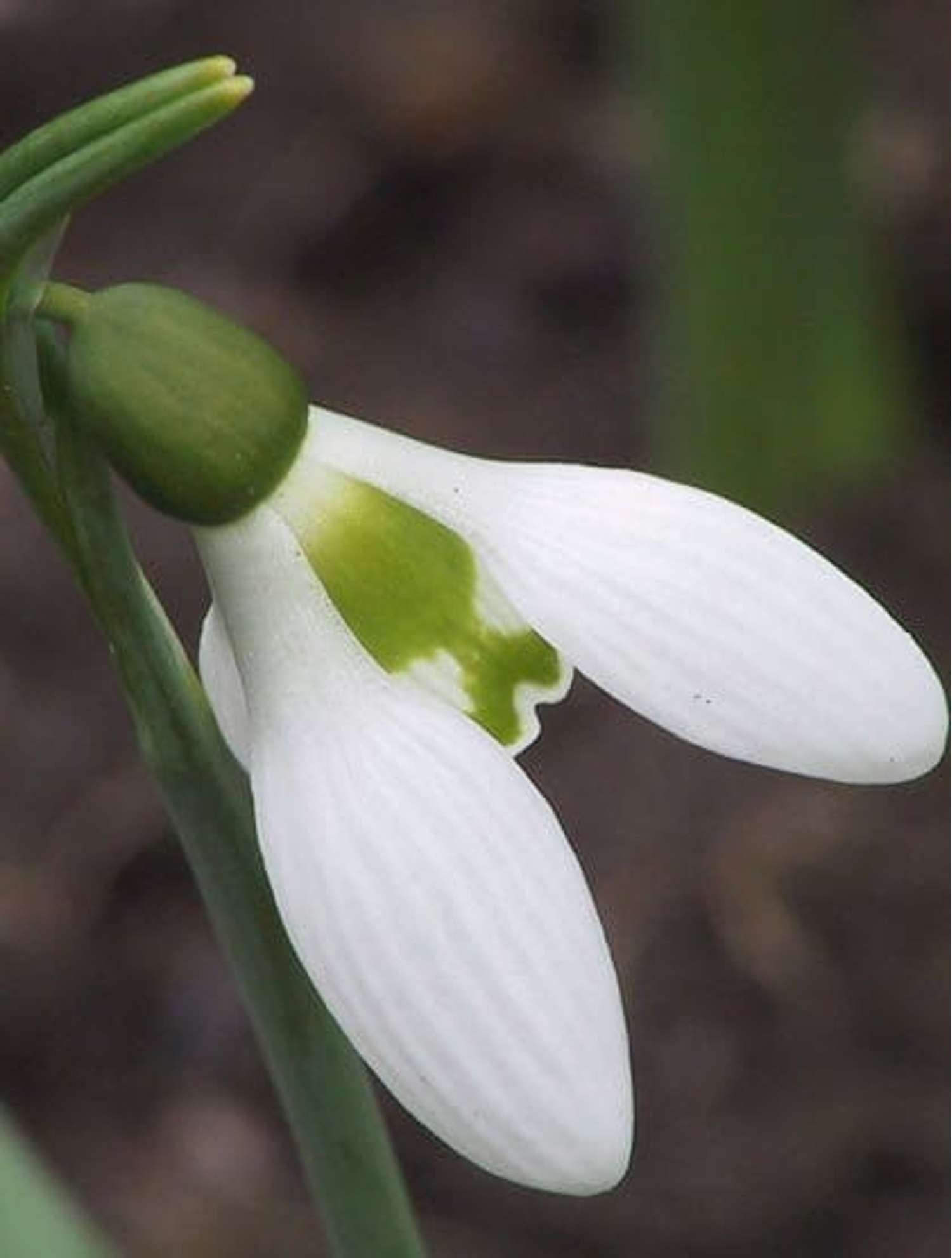 Perce-neige 'Elwesii'