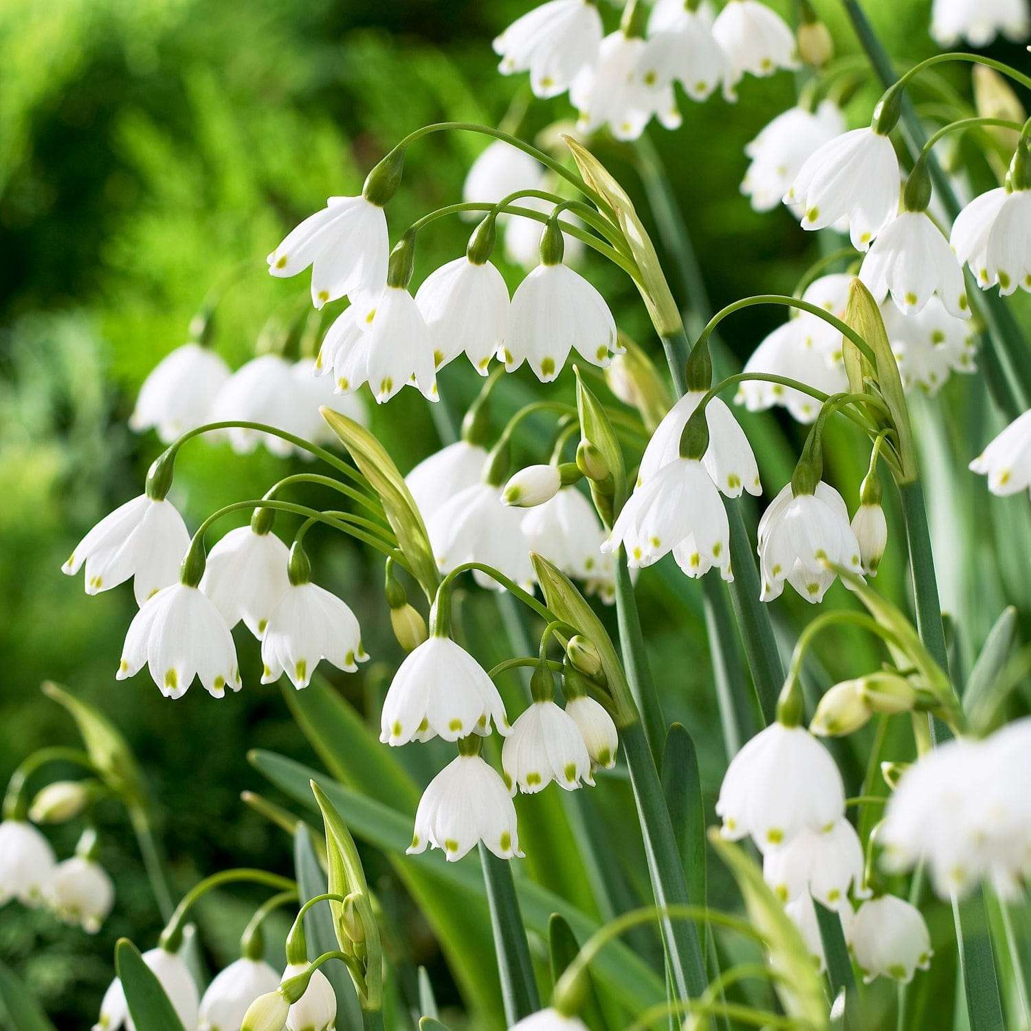 Grand perce-neige 'Gravetye Giant'