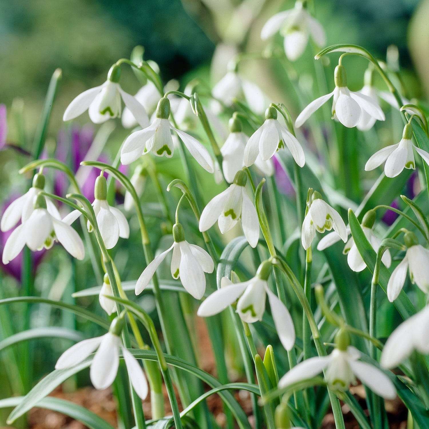 Perce-neige 'Nivalis'