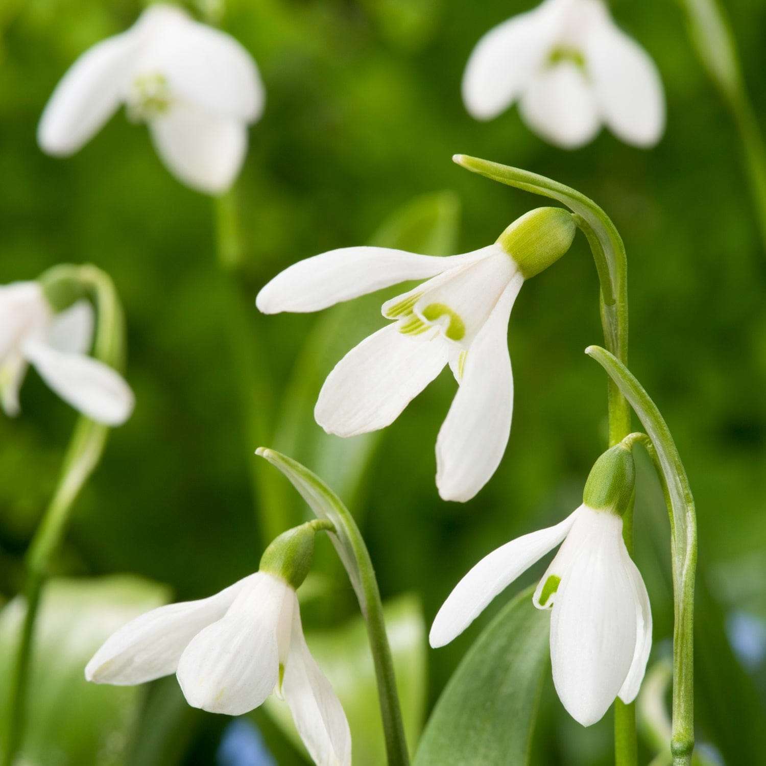 Perce-neige 'Woronowii'
