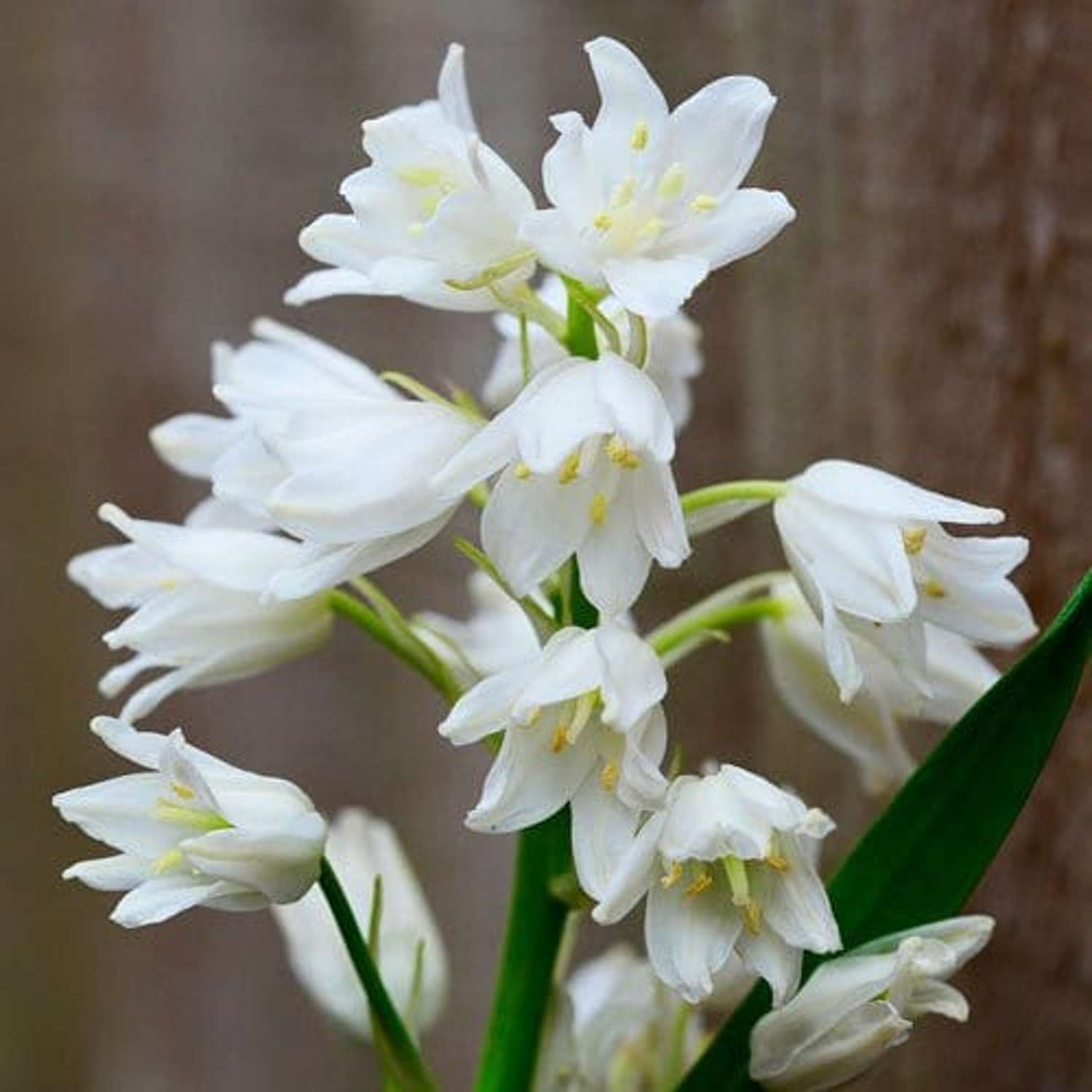 Scilla d'Espagne 'Alba Maxima'