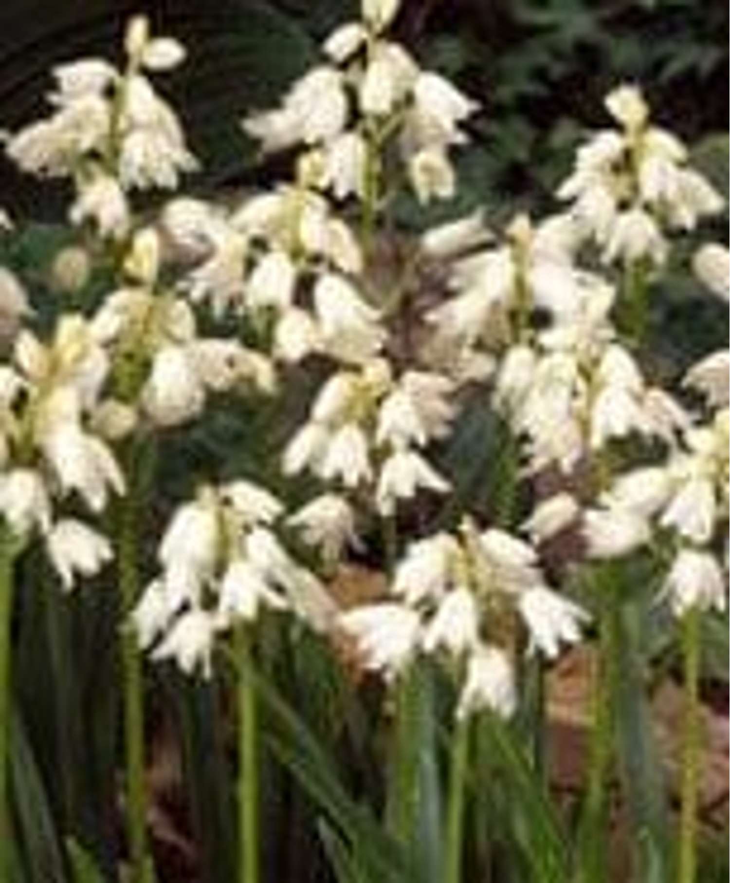 Scilla d'Espagne 'Alba Maxima'