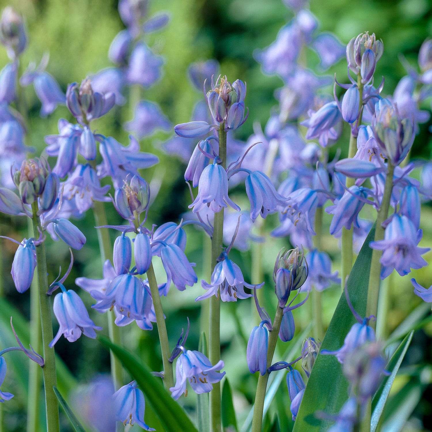 Scille d'Espagne 'Blue'