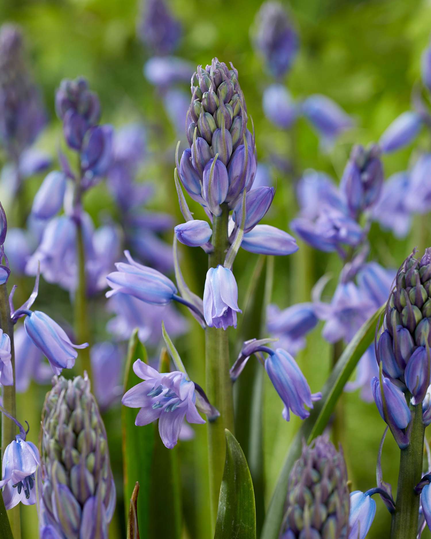Scille d'Espagne 'Excelsior'