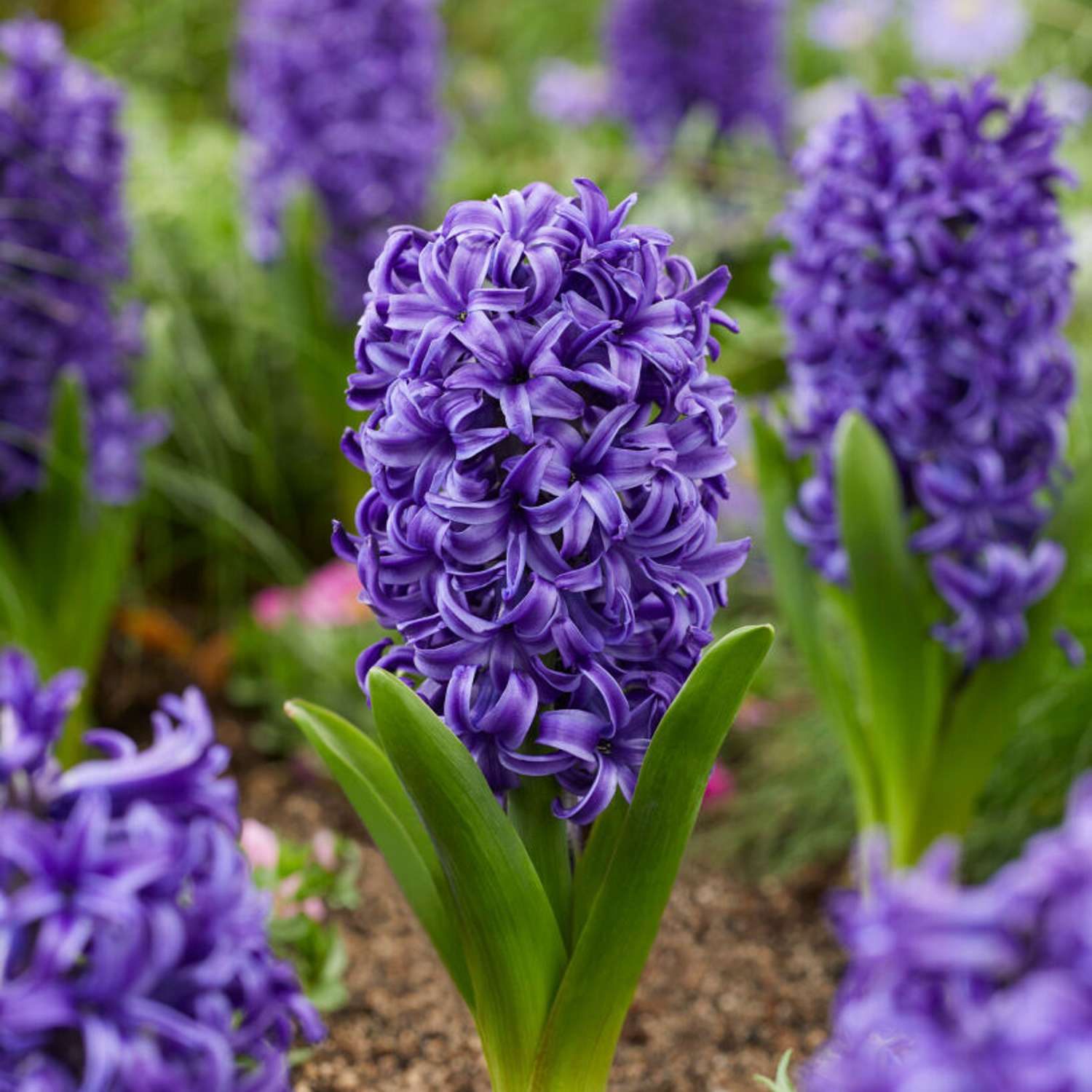 Jacinthe 'Blue Pearl'