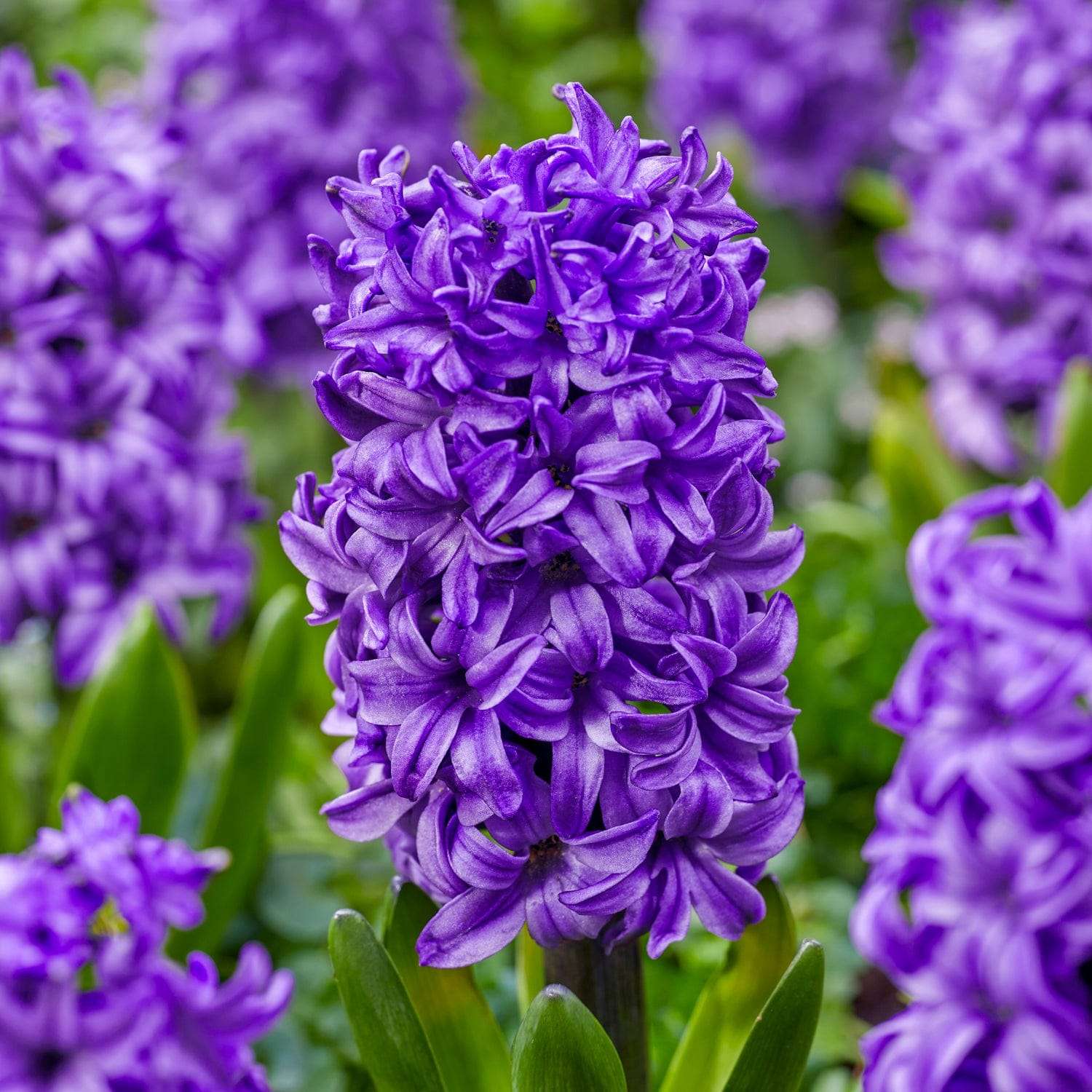Jacinthe 'Atlantic'