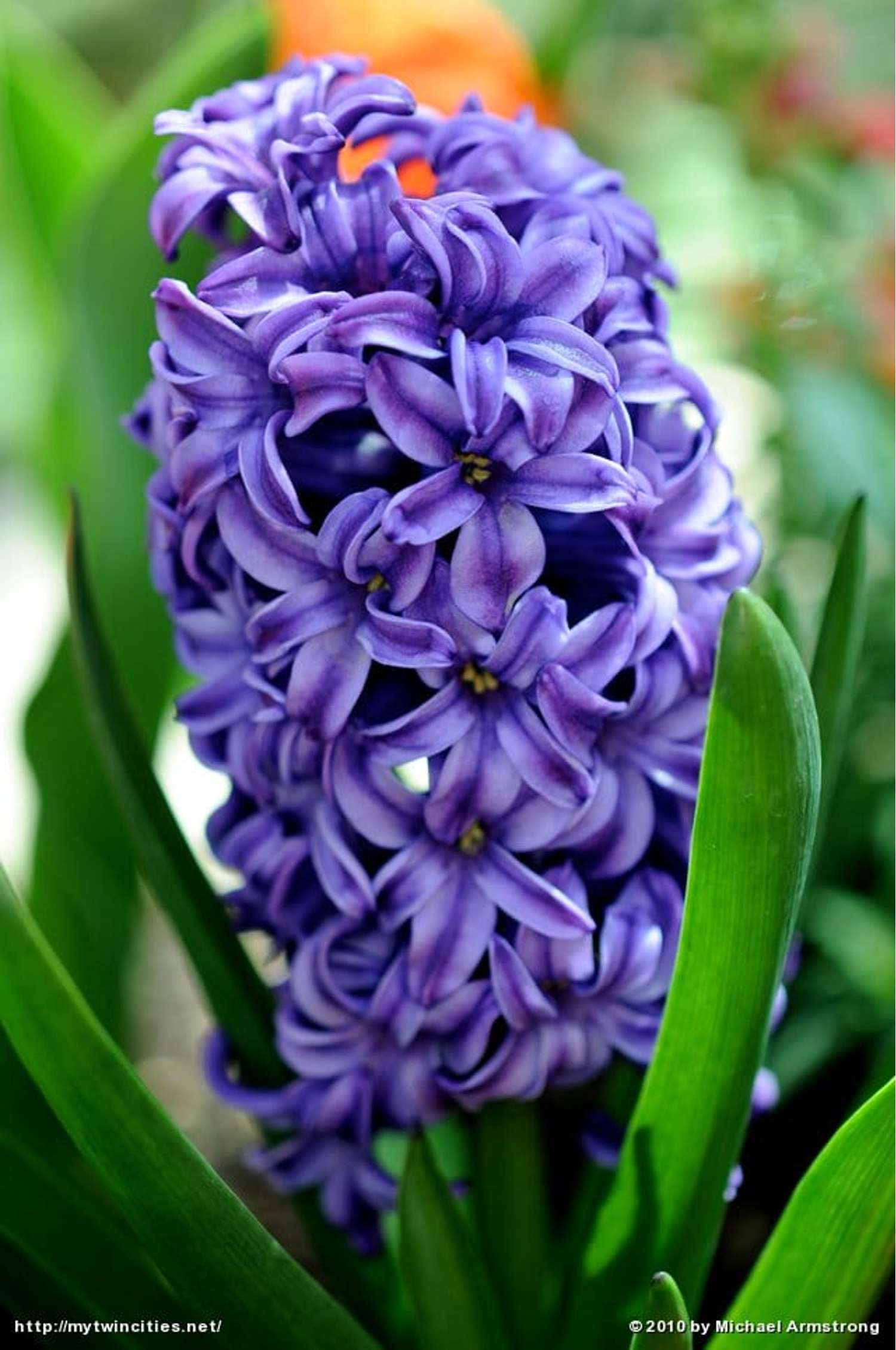 Jacinthe 'Atlantic'