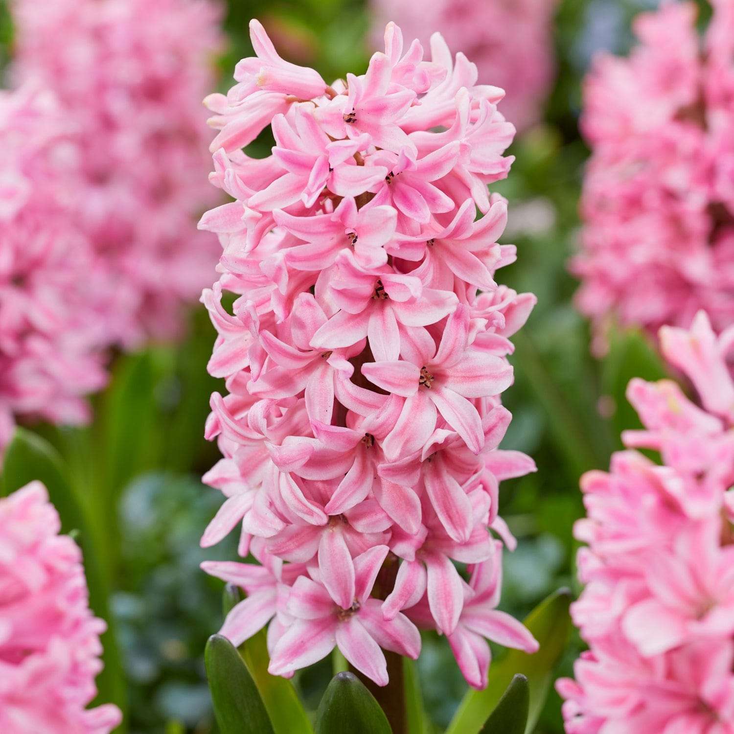 Jacinthe 'Fondant'