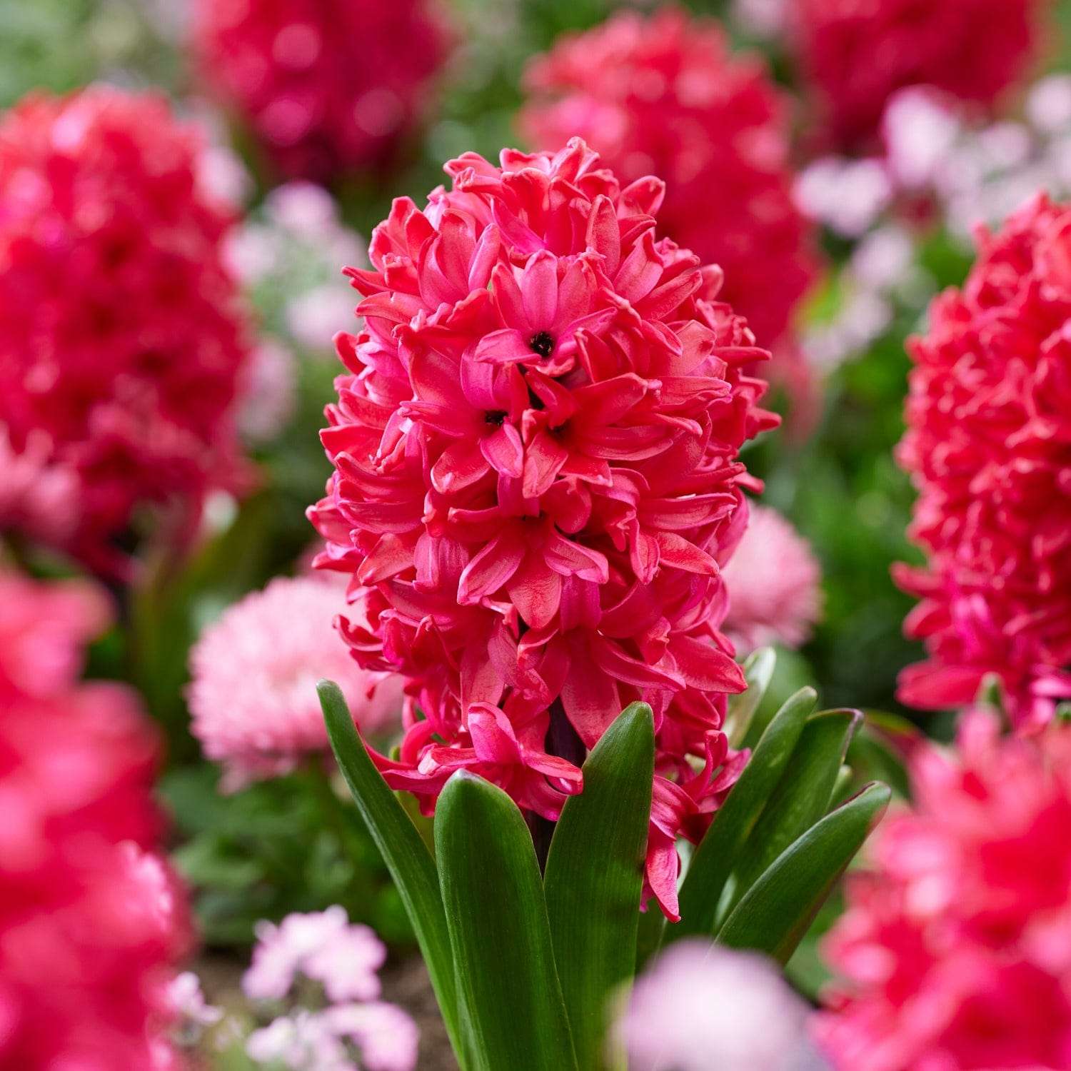 Jacinthe 'Red Glory'
