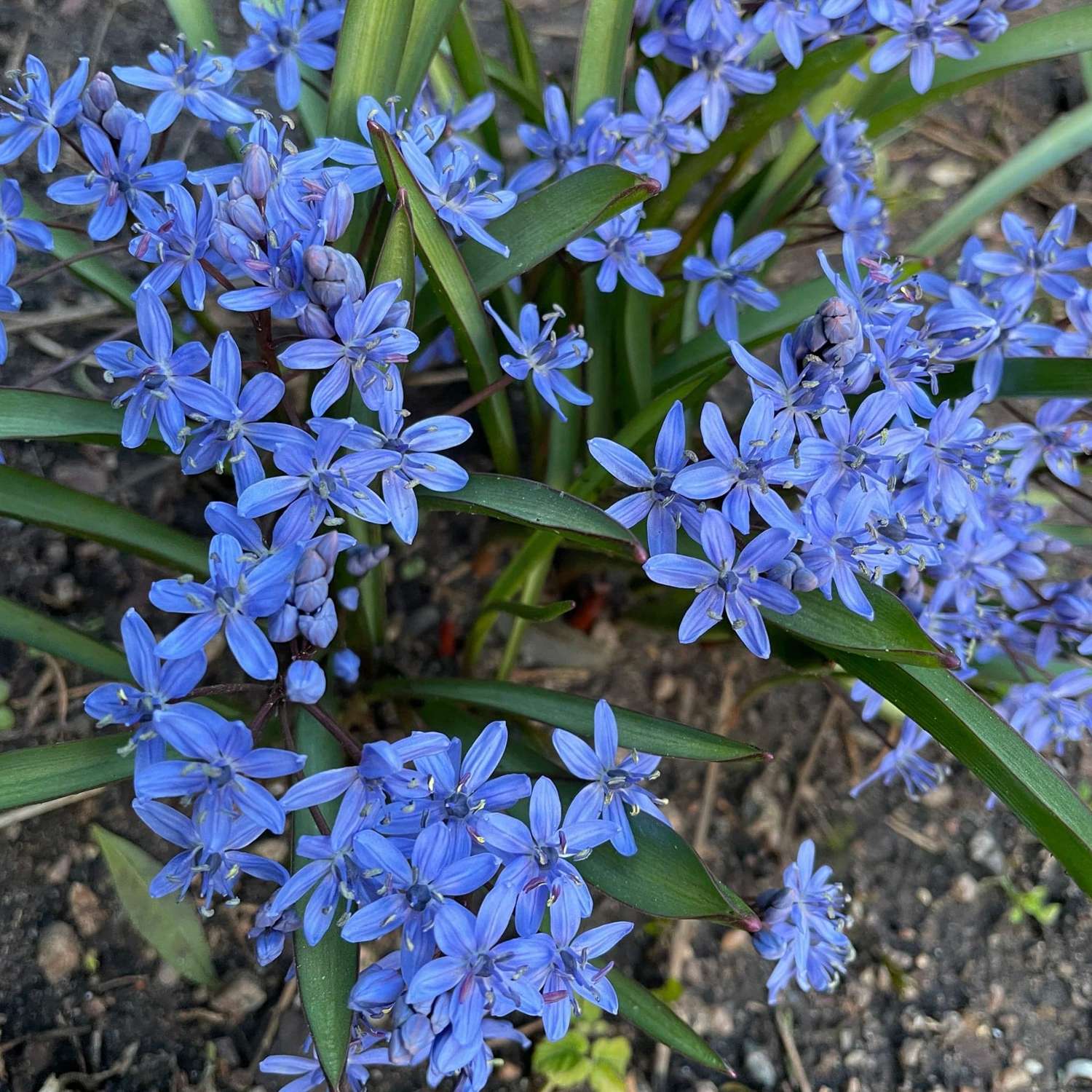 Ipheion 'Jessie'