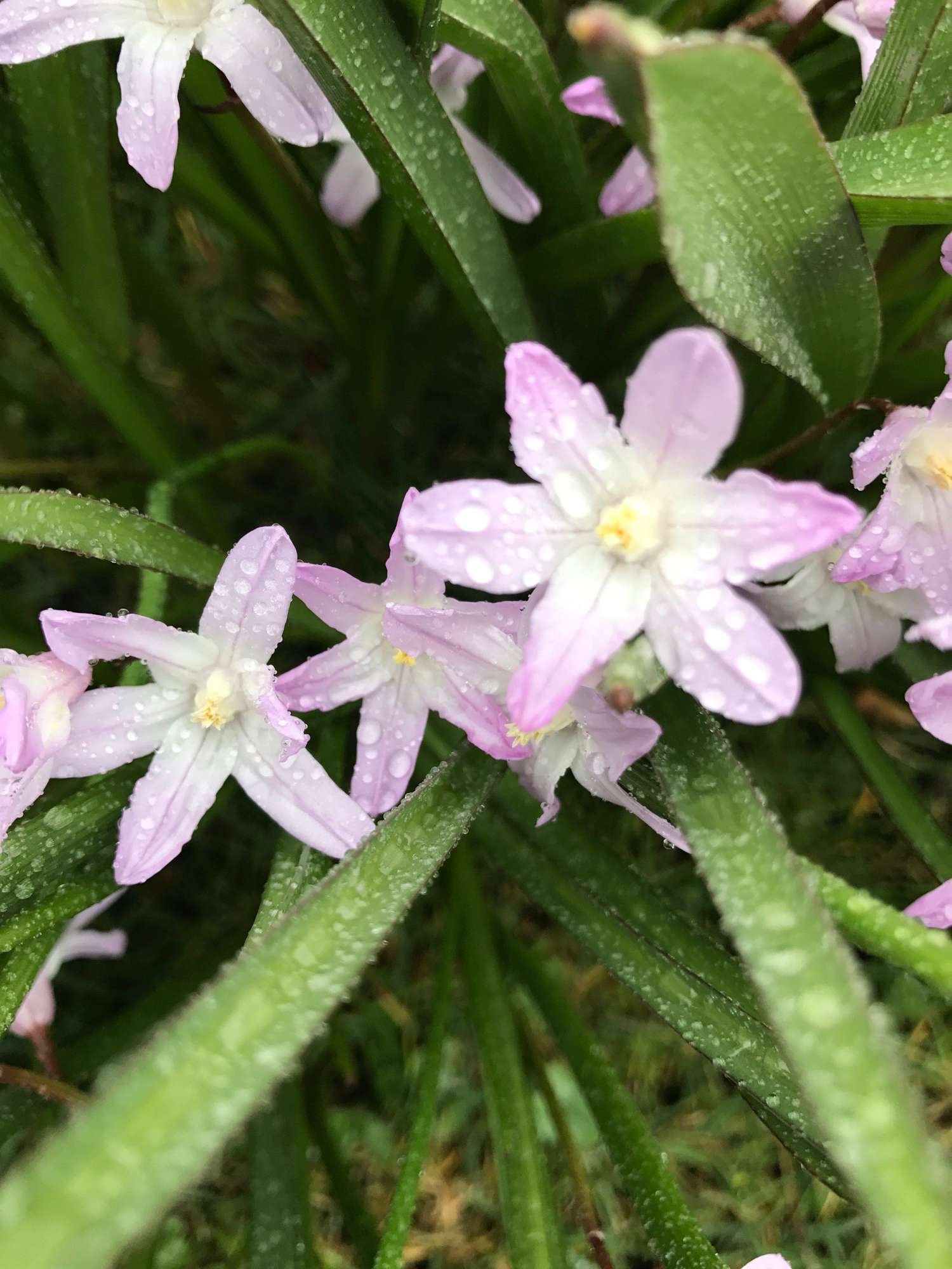 Ipheion 'Tessa'
