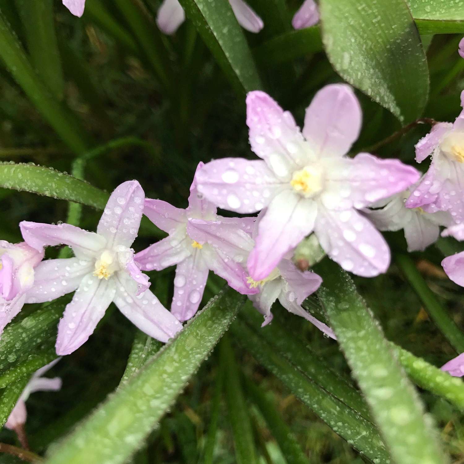 Ipheion 'Tessa'