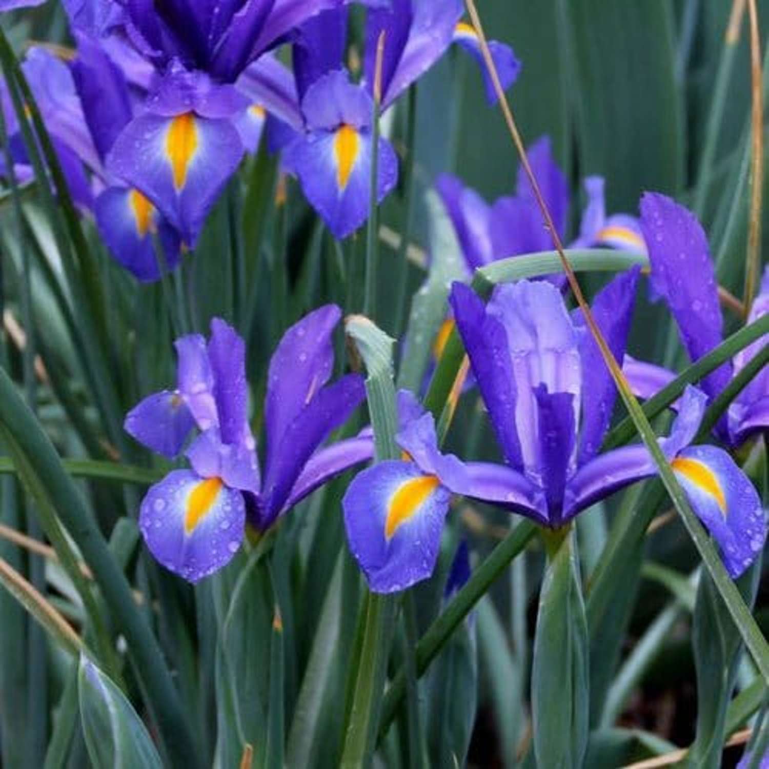 Iris Discovery