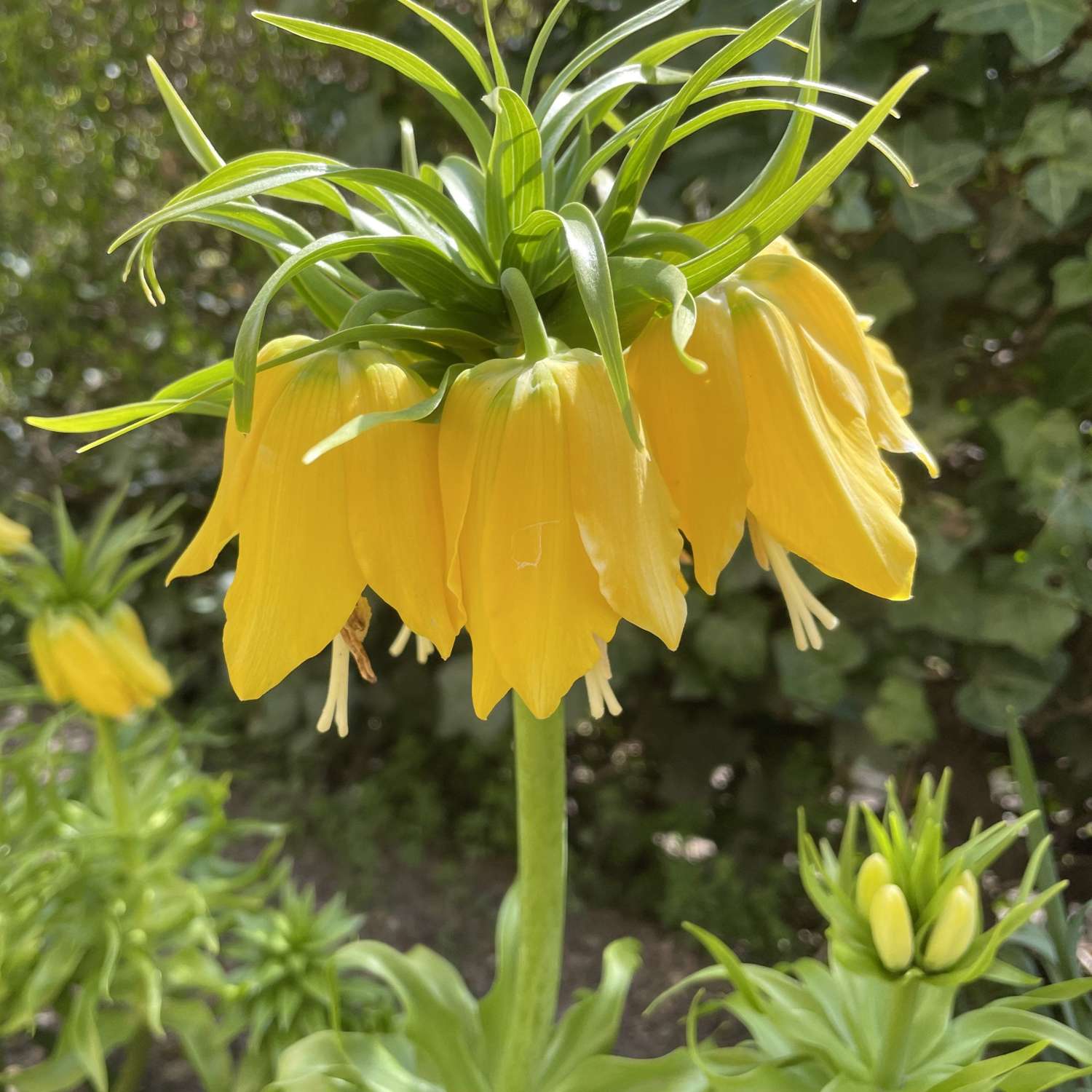 Couronne impériale Imperialis Lutea