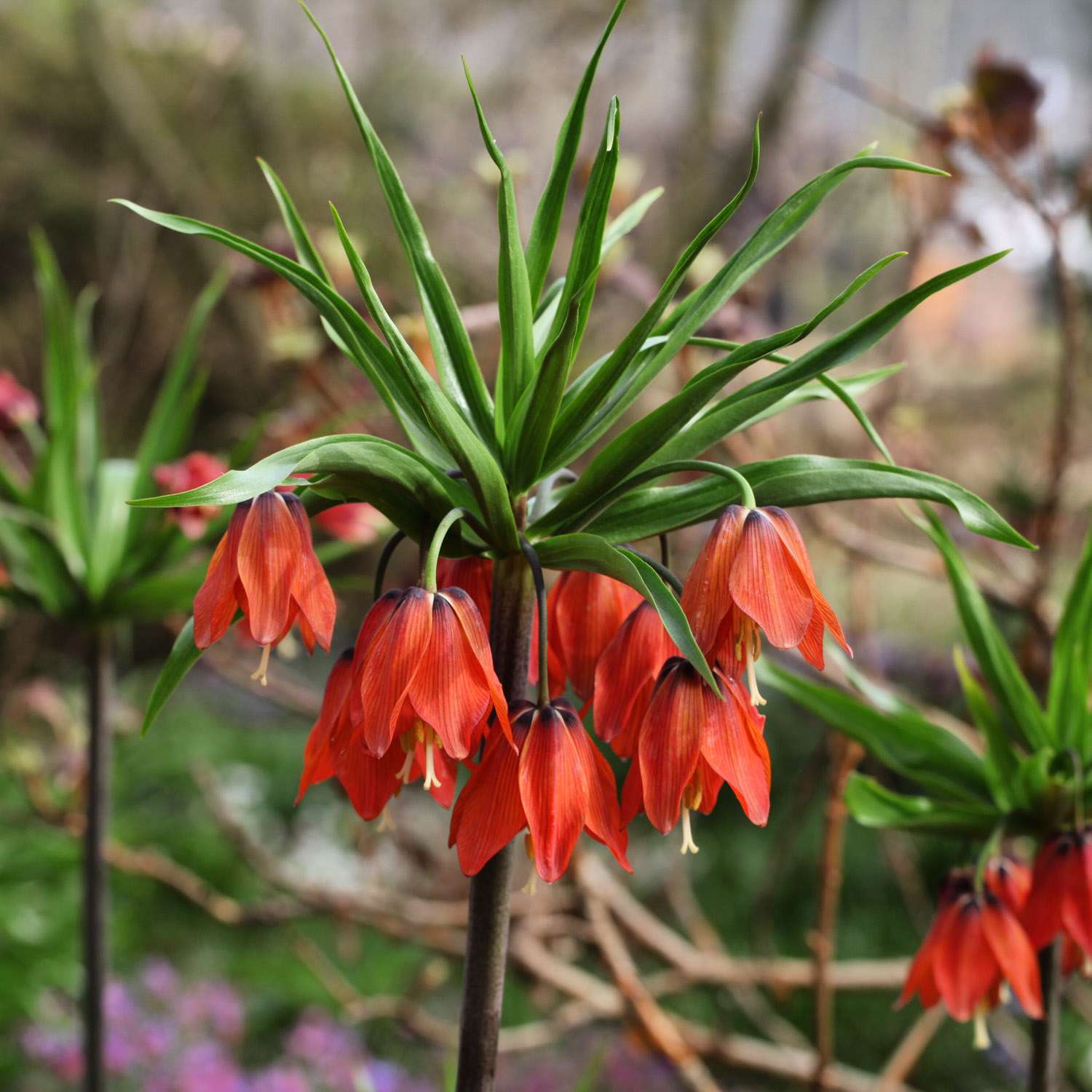 Couronne impériale 'Red Beauty'