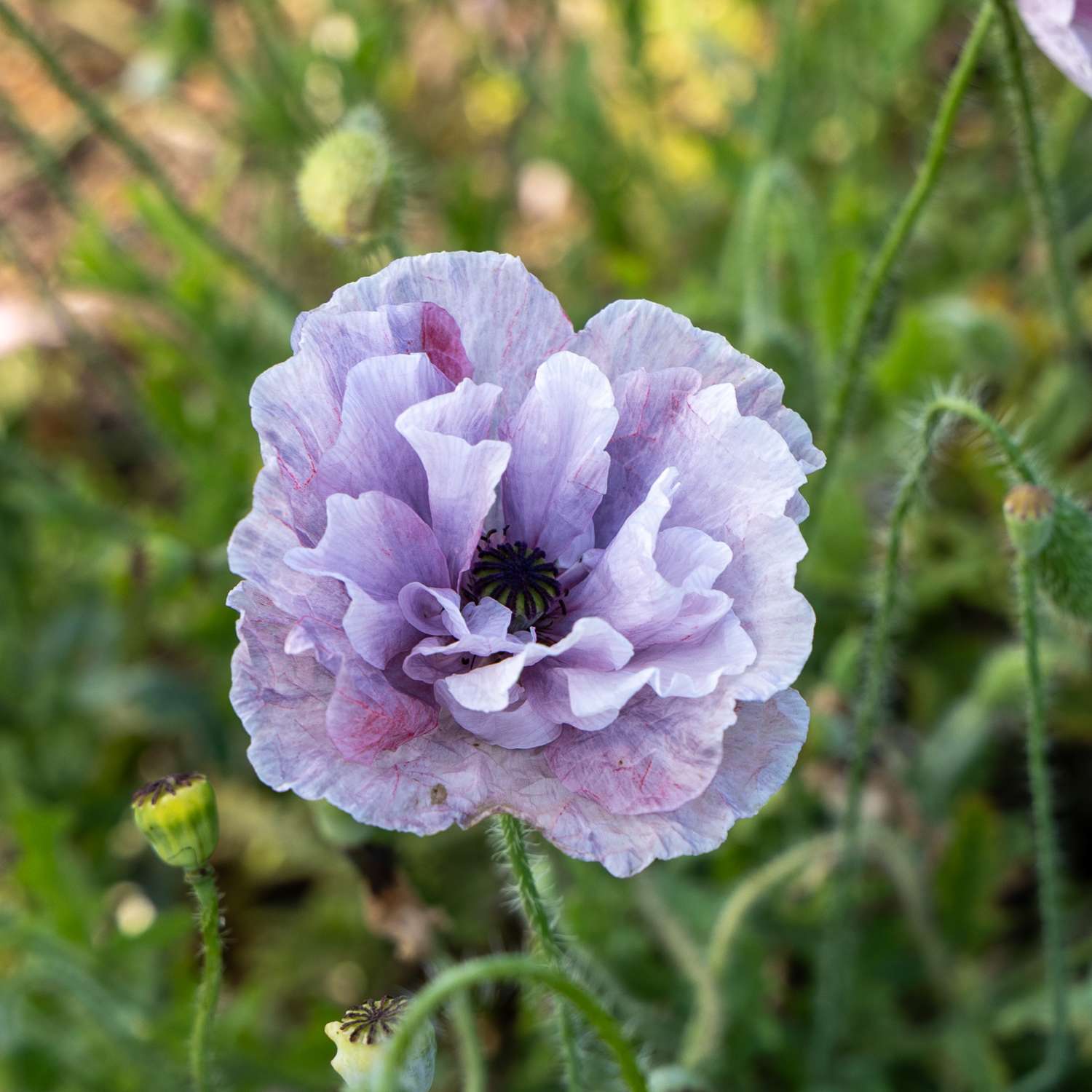 Coquelicot 'Amazing Grey' (graines)