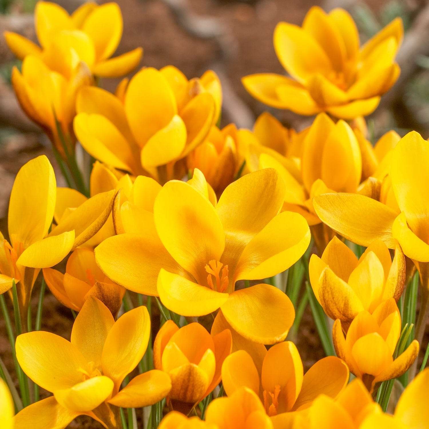 Crocus 'Advance'