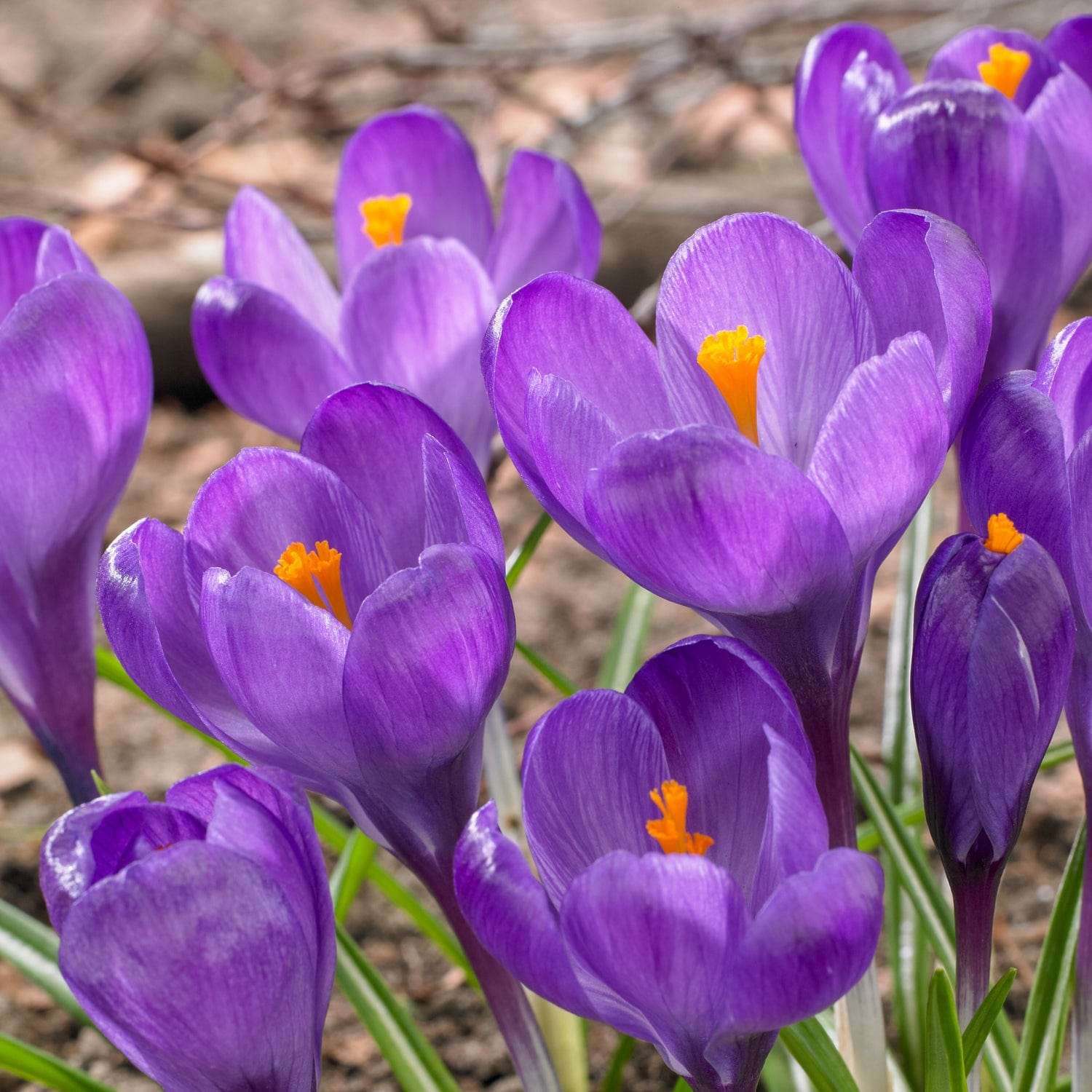 Crocus 'Flower Record'