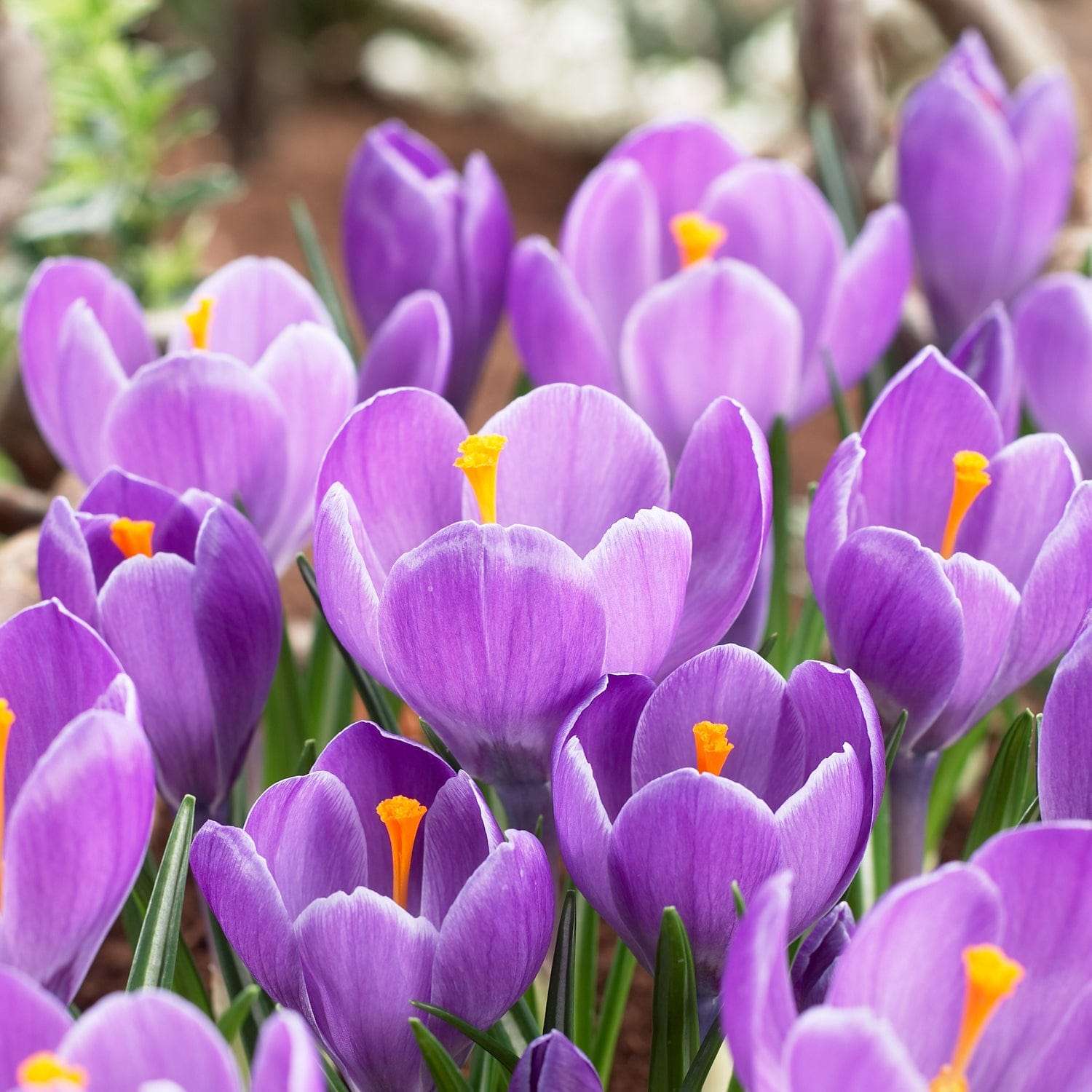 Crocus 'Grand Maitre'