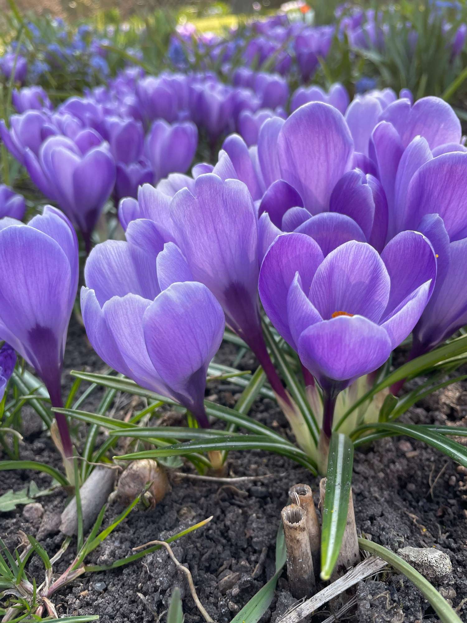 Crocus 'Grand Maitre'