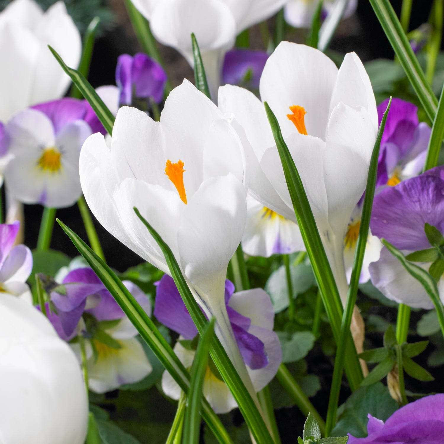 Crocus 'Jeanne d'Arc'