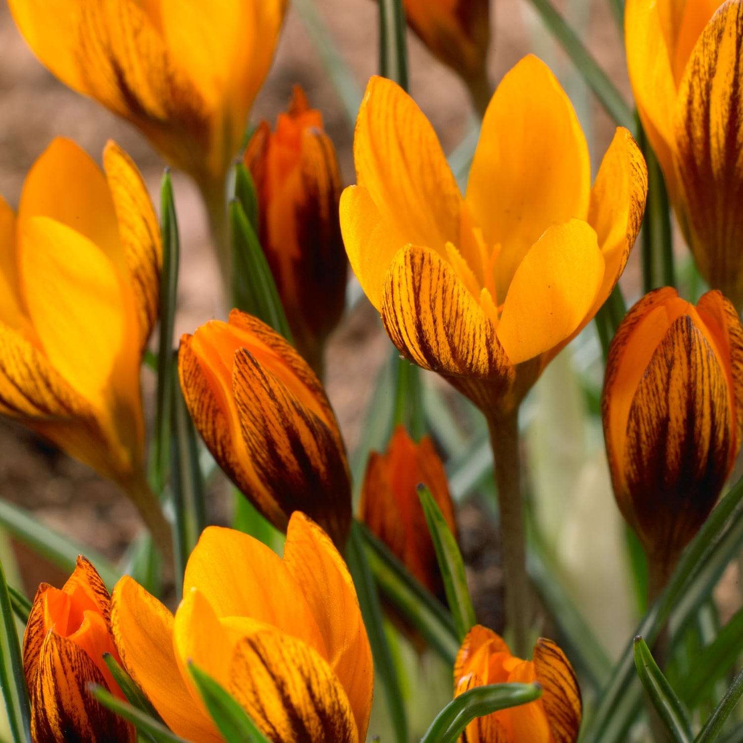 Crocus 'Orange Monarch'