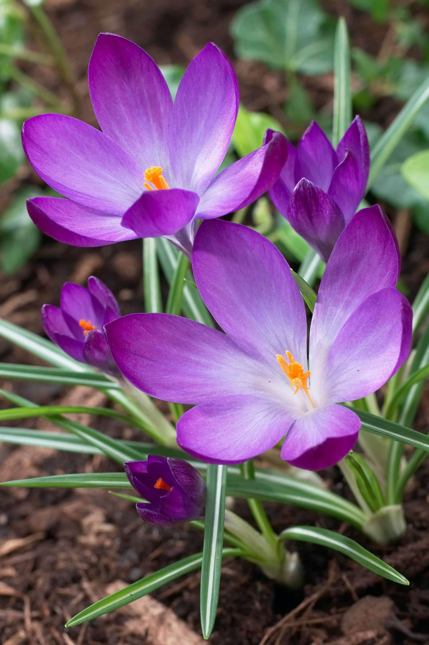Crocus 'Ruby Giant'