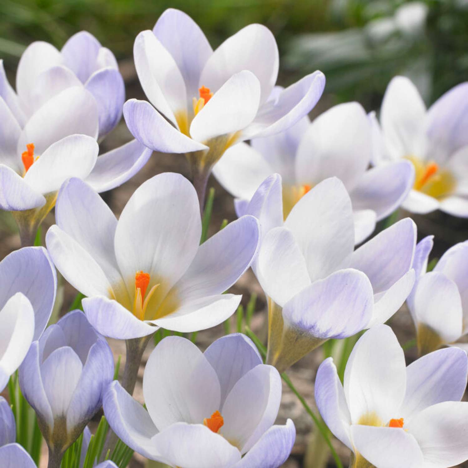 Crocus 'Blue Pearl'