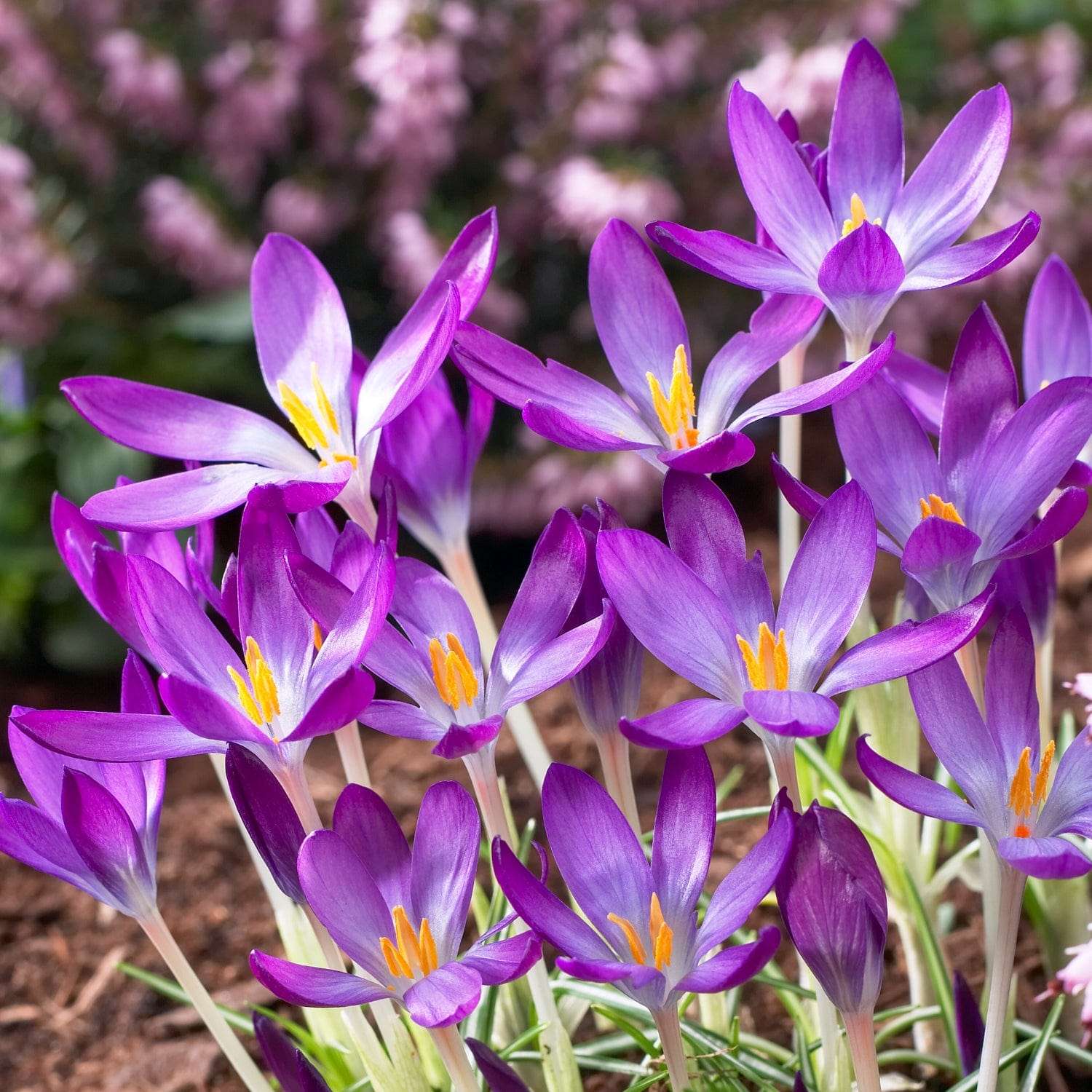 Crocus 'Whitewell Purple'